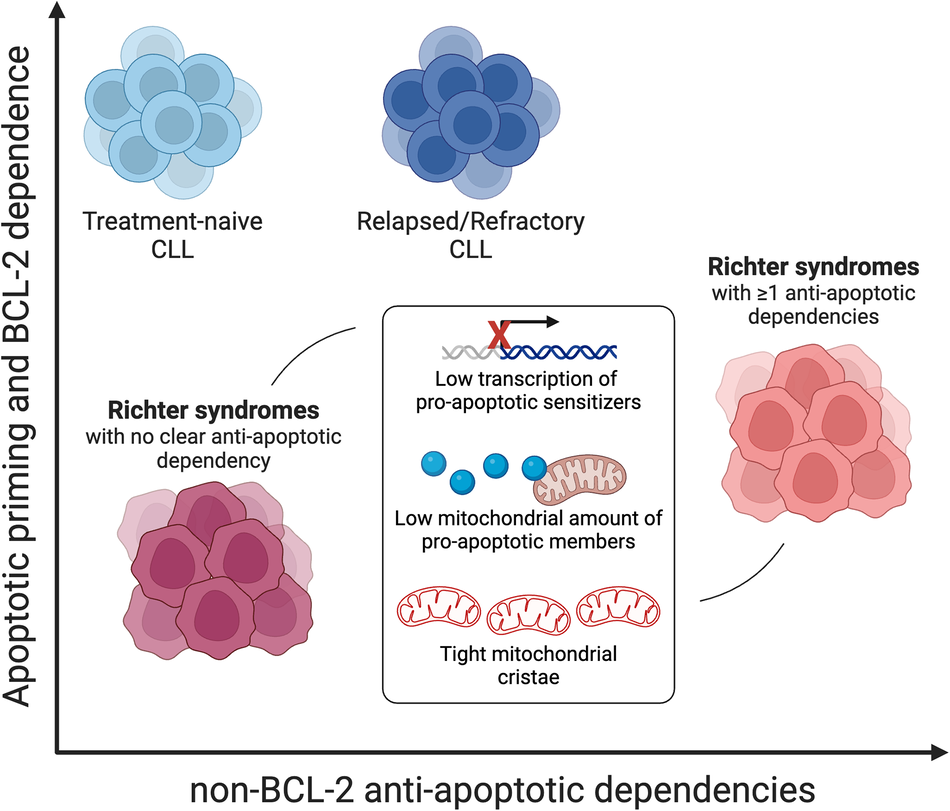 Decreased apoptotic priming and loss of BCL-2 dependence are 