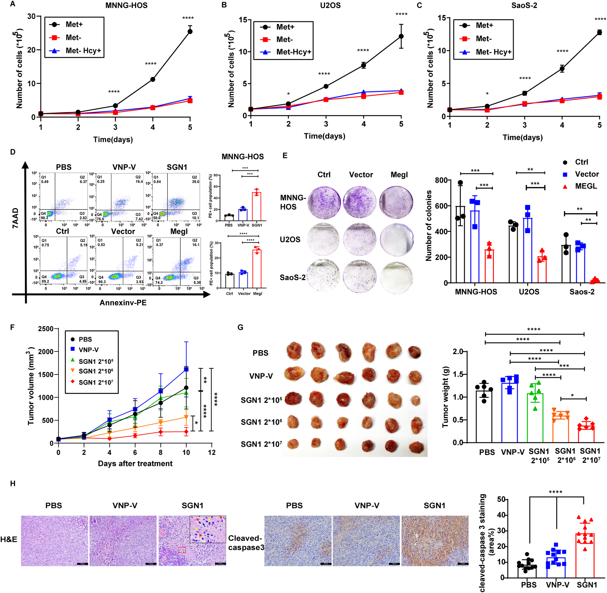 Fig. 1: The effects of methionine deficiency and dose-dependent growth inhibition of SGN1 on osteosarcoma cells.