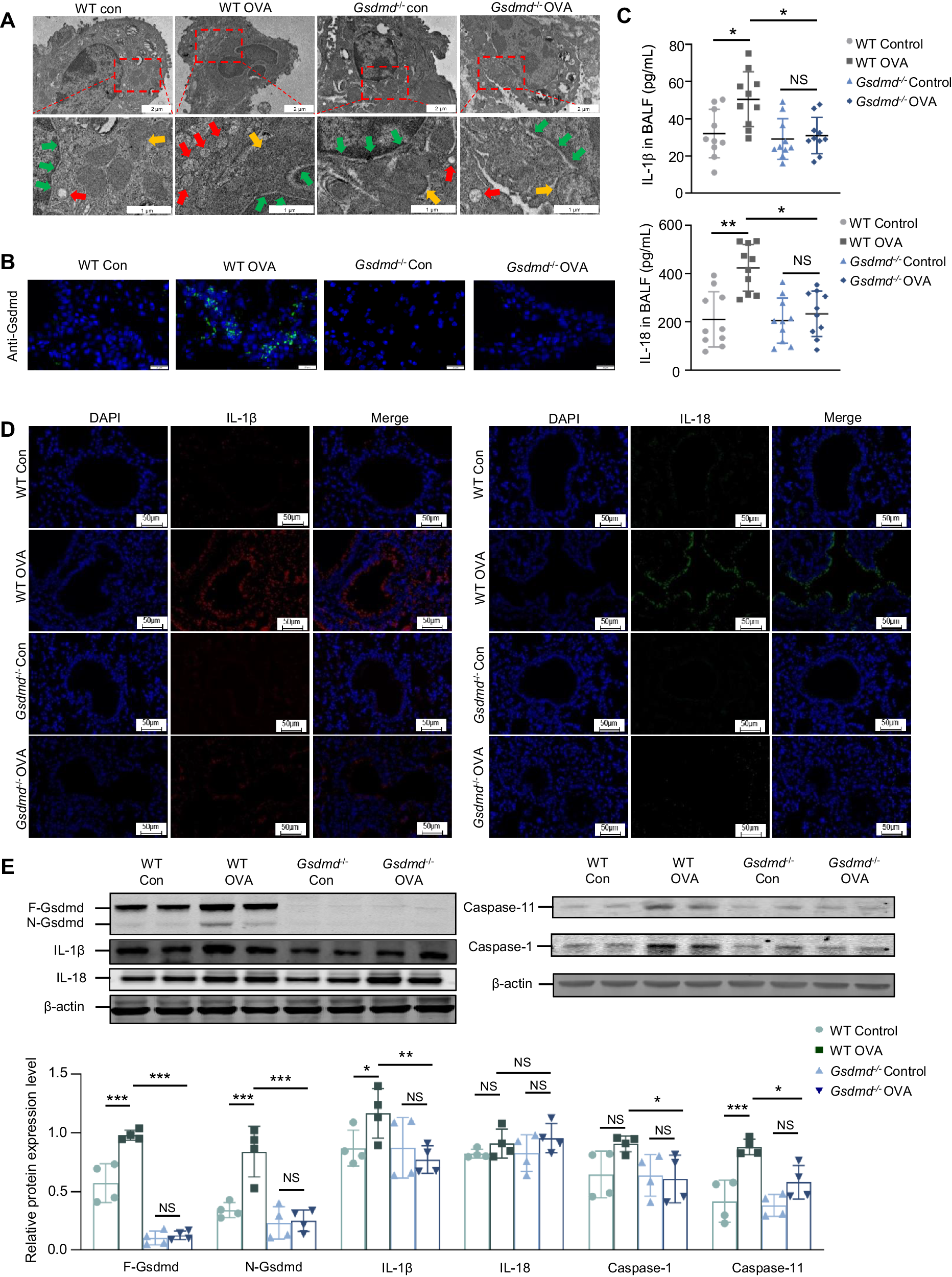 Fig. 2: Gsdmd deletion attenuates pyroptosis in asthmatic mice.