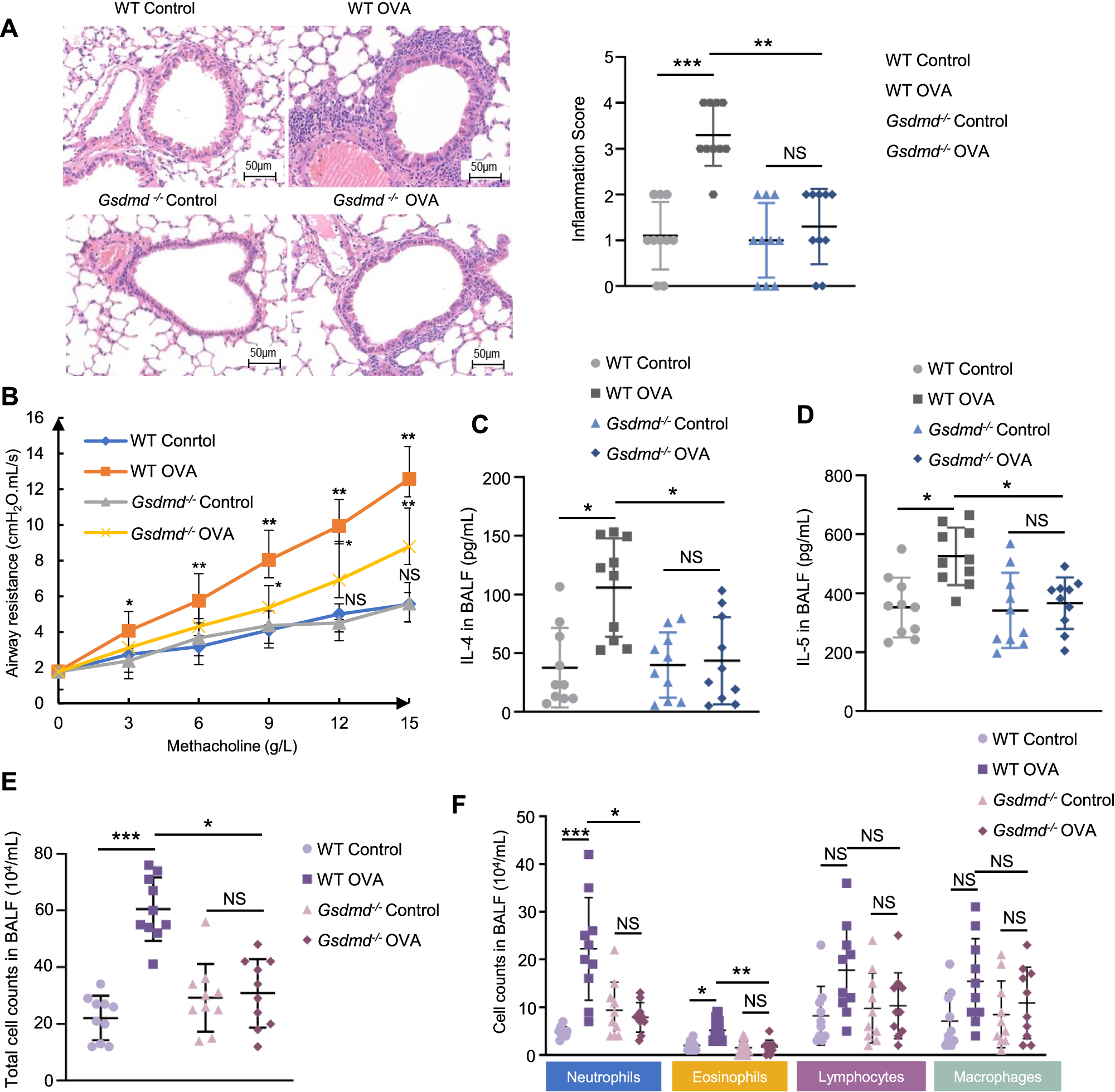 Fig. 3: Gsdmd deficiency reduces the AHR and type 2 immune responses in OVA-induced asthmatic mice.