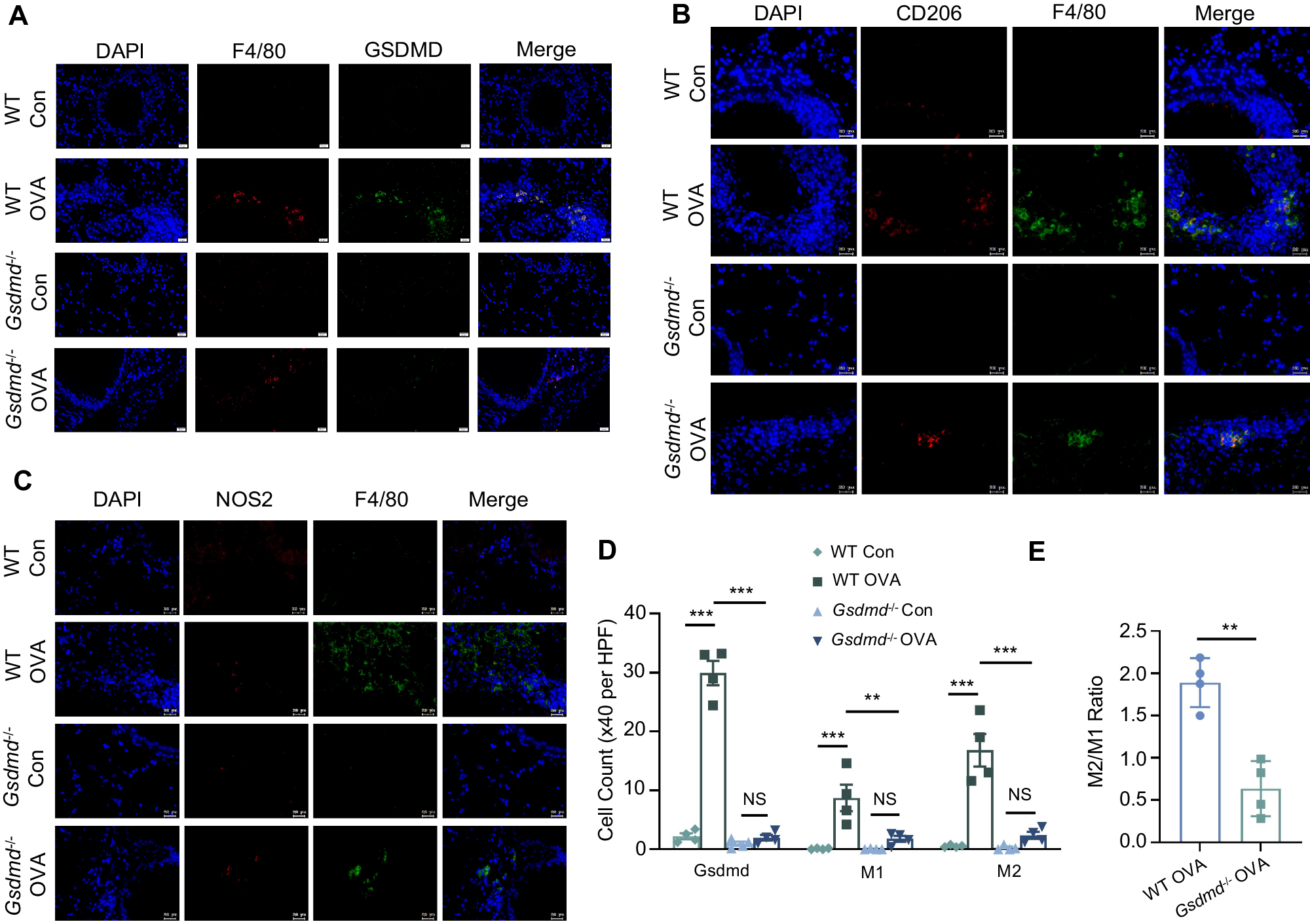 Fig. 6: Gsdmd deficiency reduces macrophage infiltration in vivo.