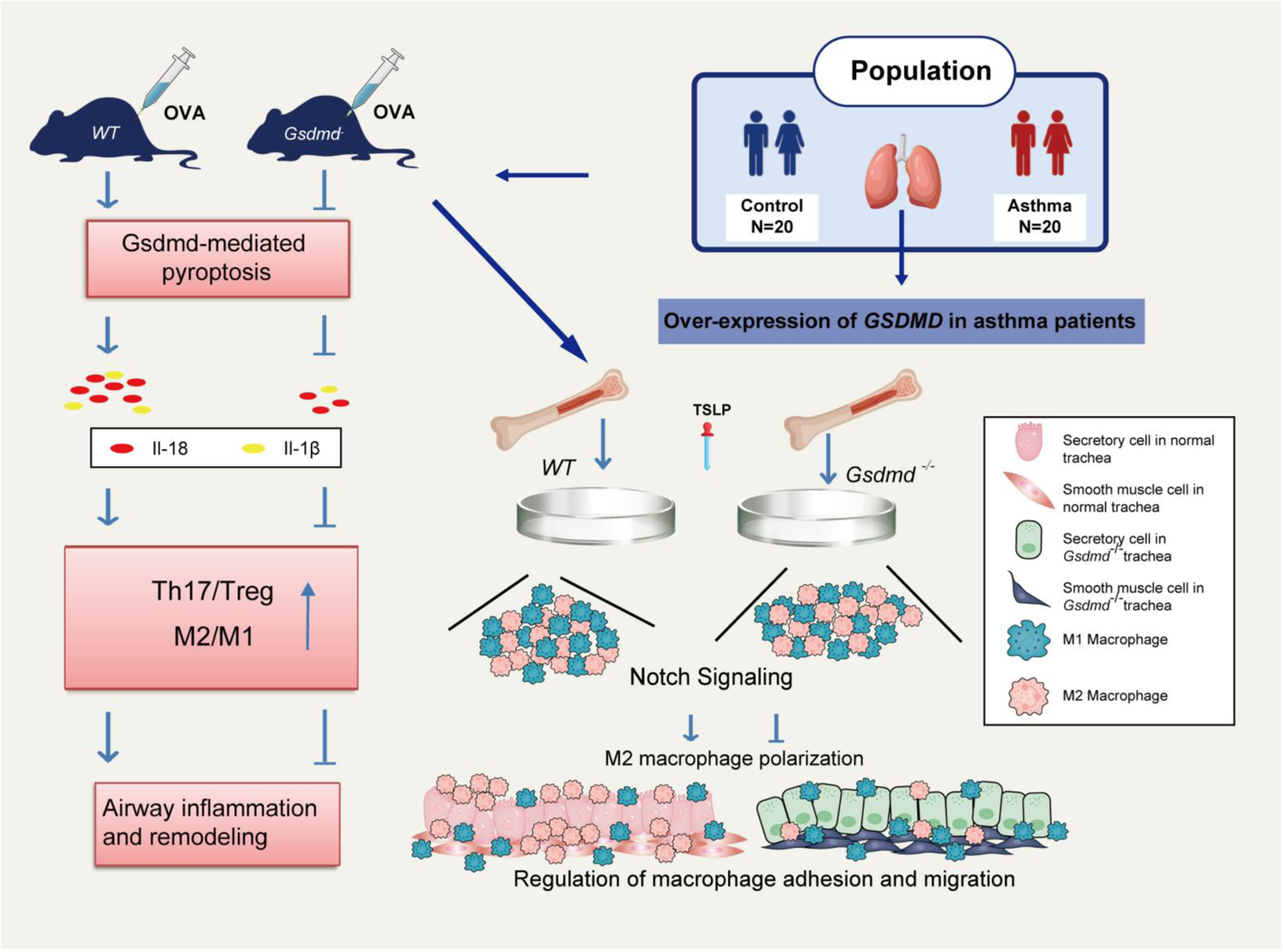Fig. 9: Schematic diagram shows the function and pathway of GSDMD in asthmatic airway inflammation and remodeling.