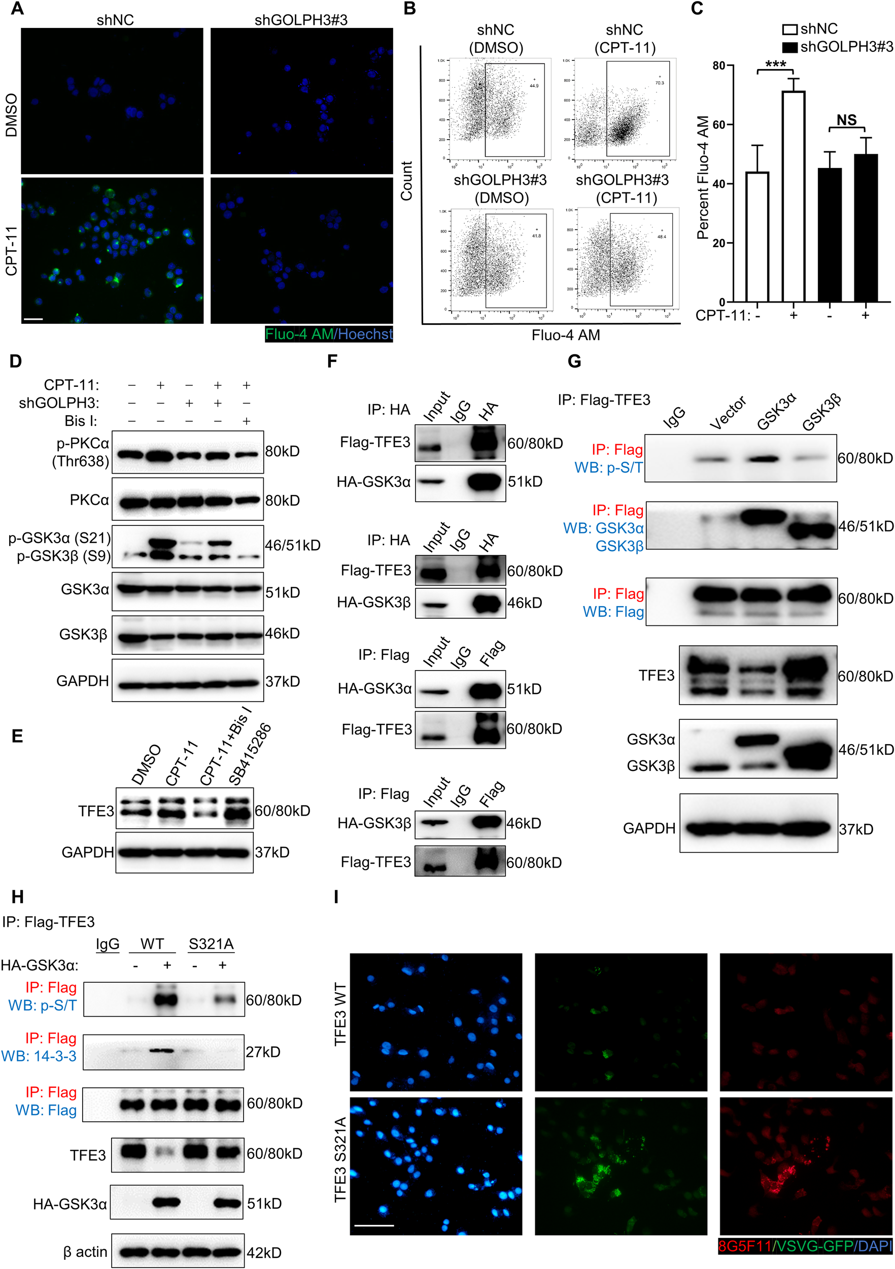 Fig. 6: TFE3 is mediated via the PKCα/GSK3α pathway.