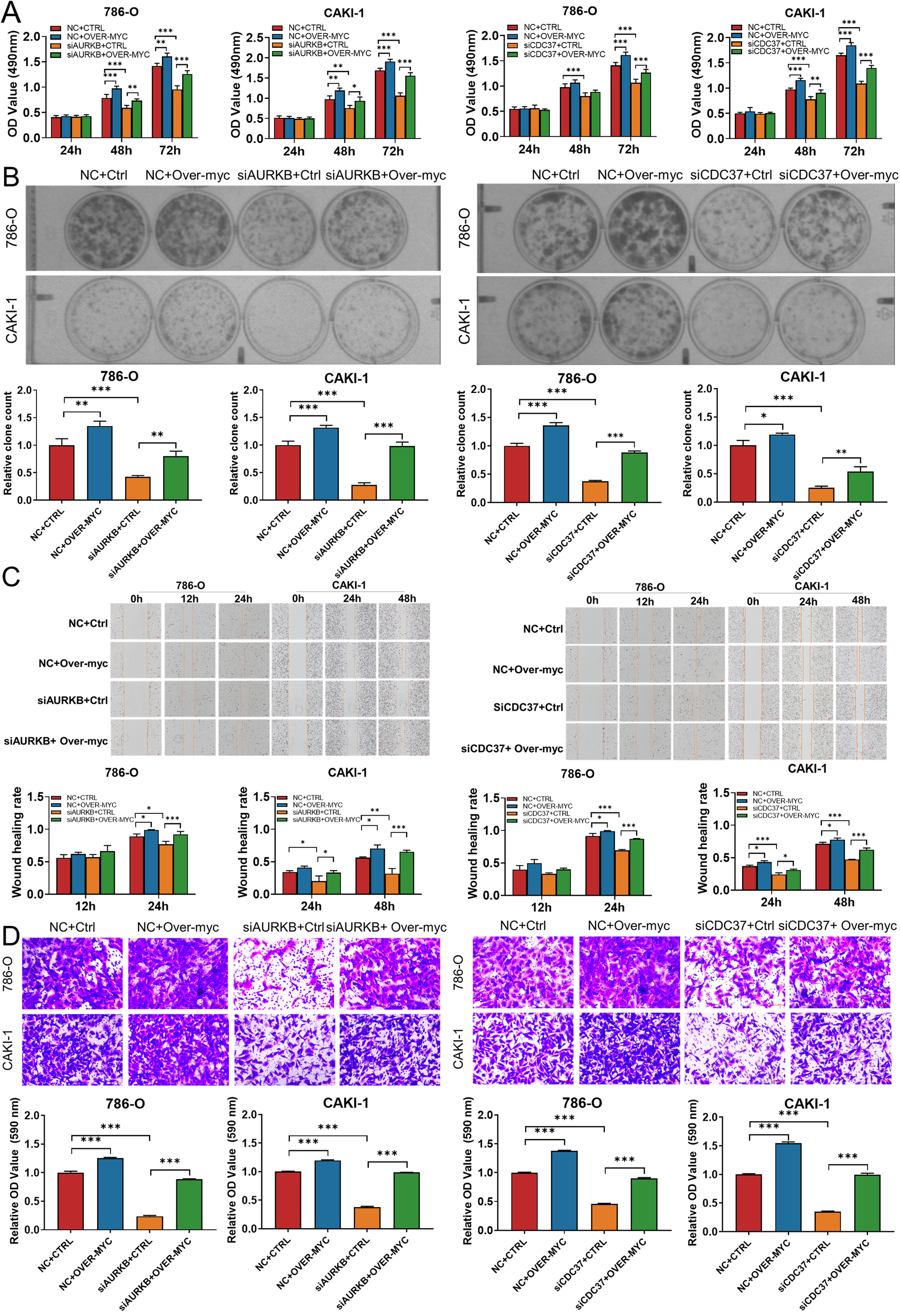 Fig. 6: Enhanced MYC expression rescued the effects of AURKB/CDC37 depletion on ccRCC cells.