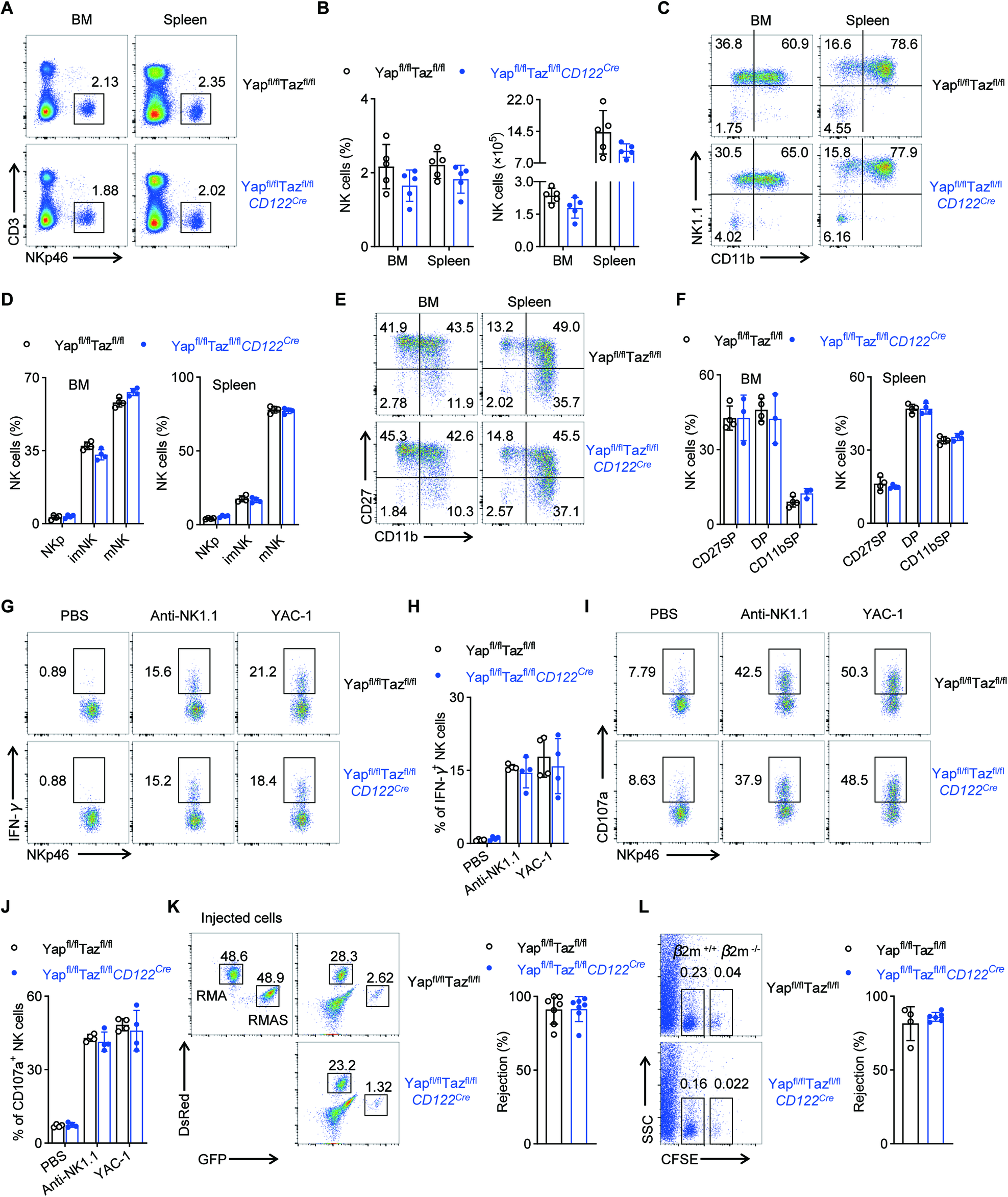 Fig. 3: Loss of Yap and Taz has not effect on NK cell development and function.