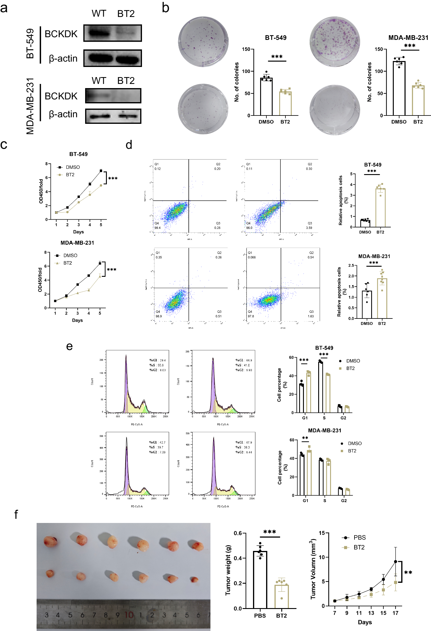 Fig. 7: BT2 suppresses tumour growth in vitro and in vivo.