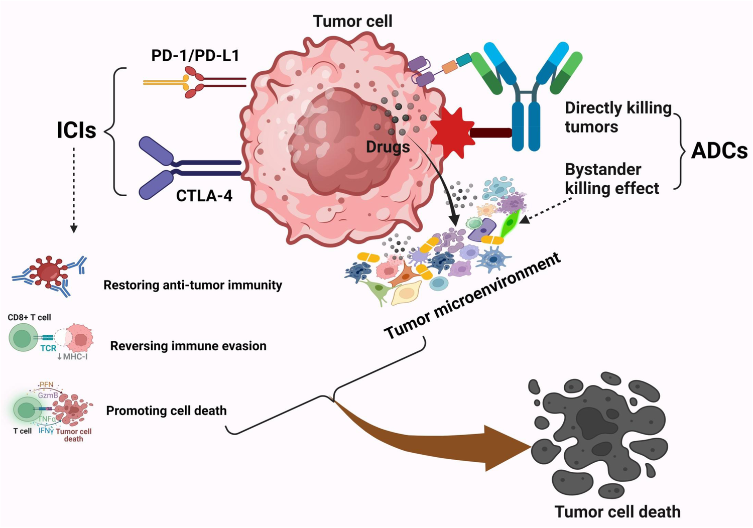 Fig. 1: ICIs combined with ADCs can produce synergistic effects in the treatment of urogenital tumors.