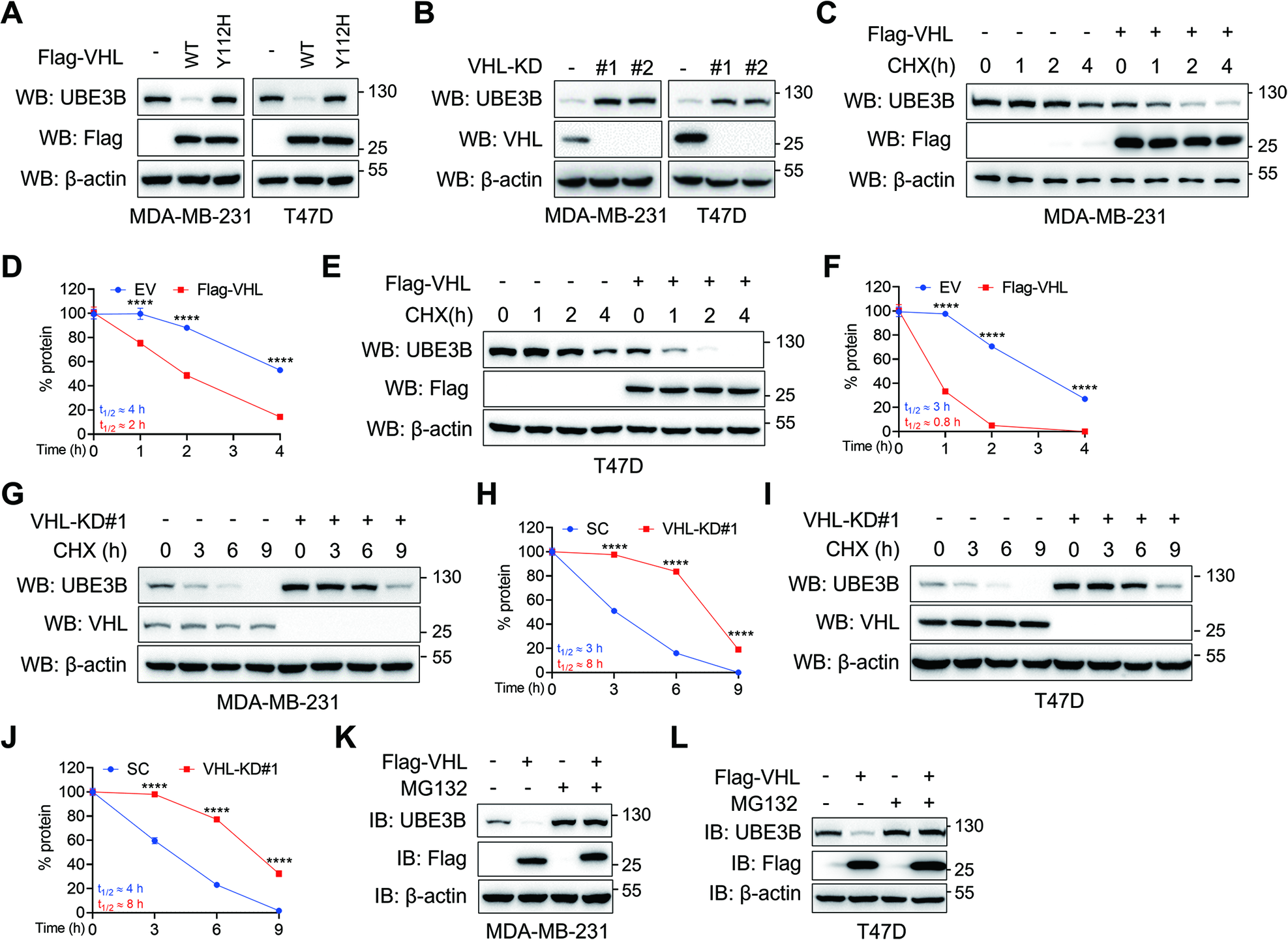 Fig. 2: VHL decreases UBE3B protein levels in breast cancer cells.