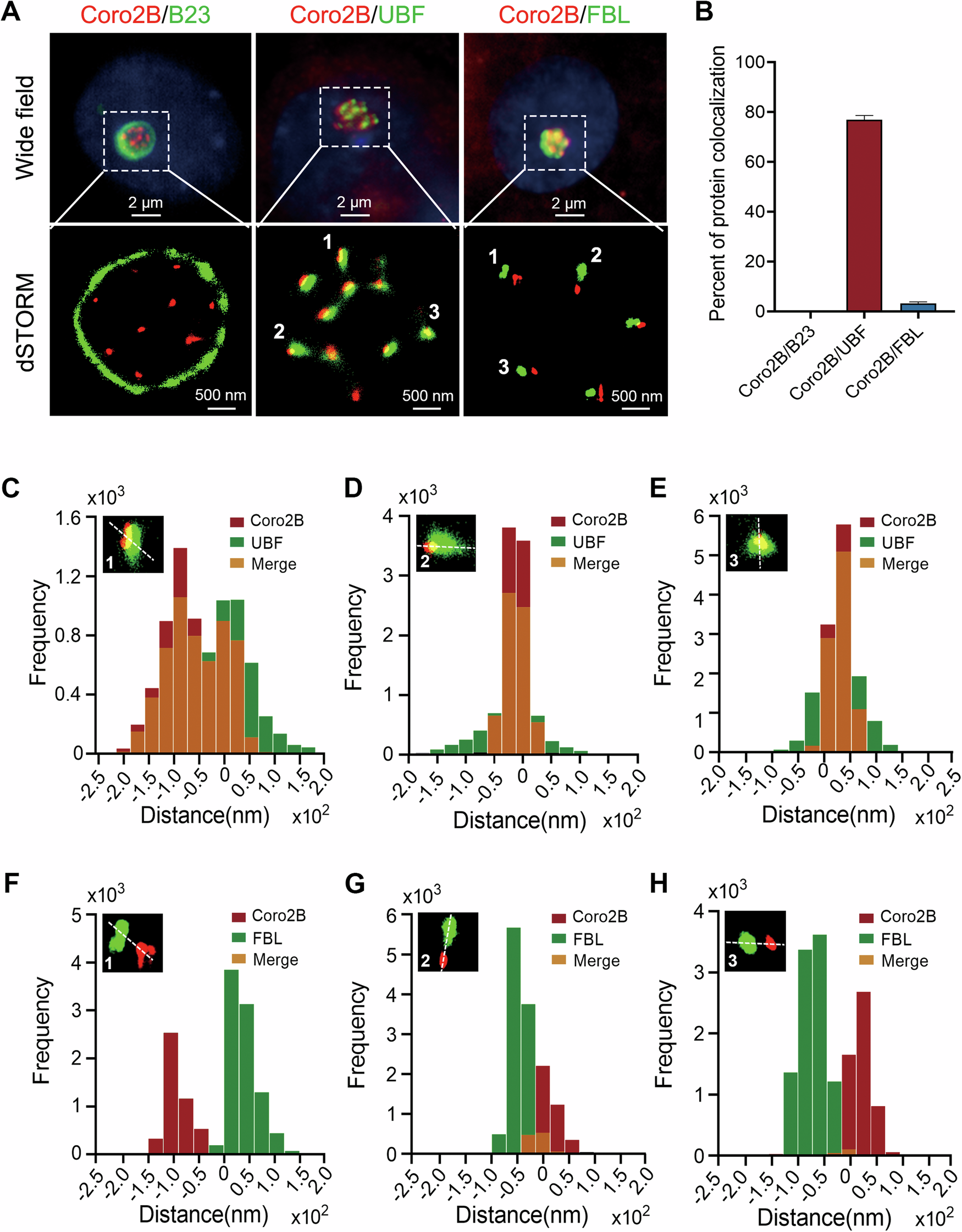 Fig. 2: Coronin 2B colocalizes with UBF in neuronal nucleoli.