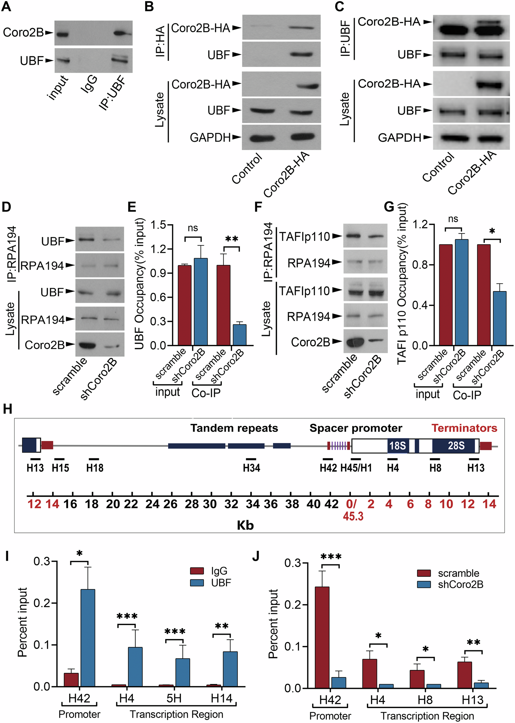 Fig. 3: Coronin 2B knockdown impairs the formation of the transcription initiation complex.
