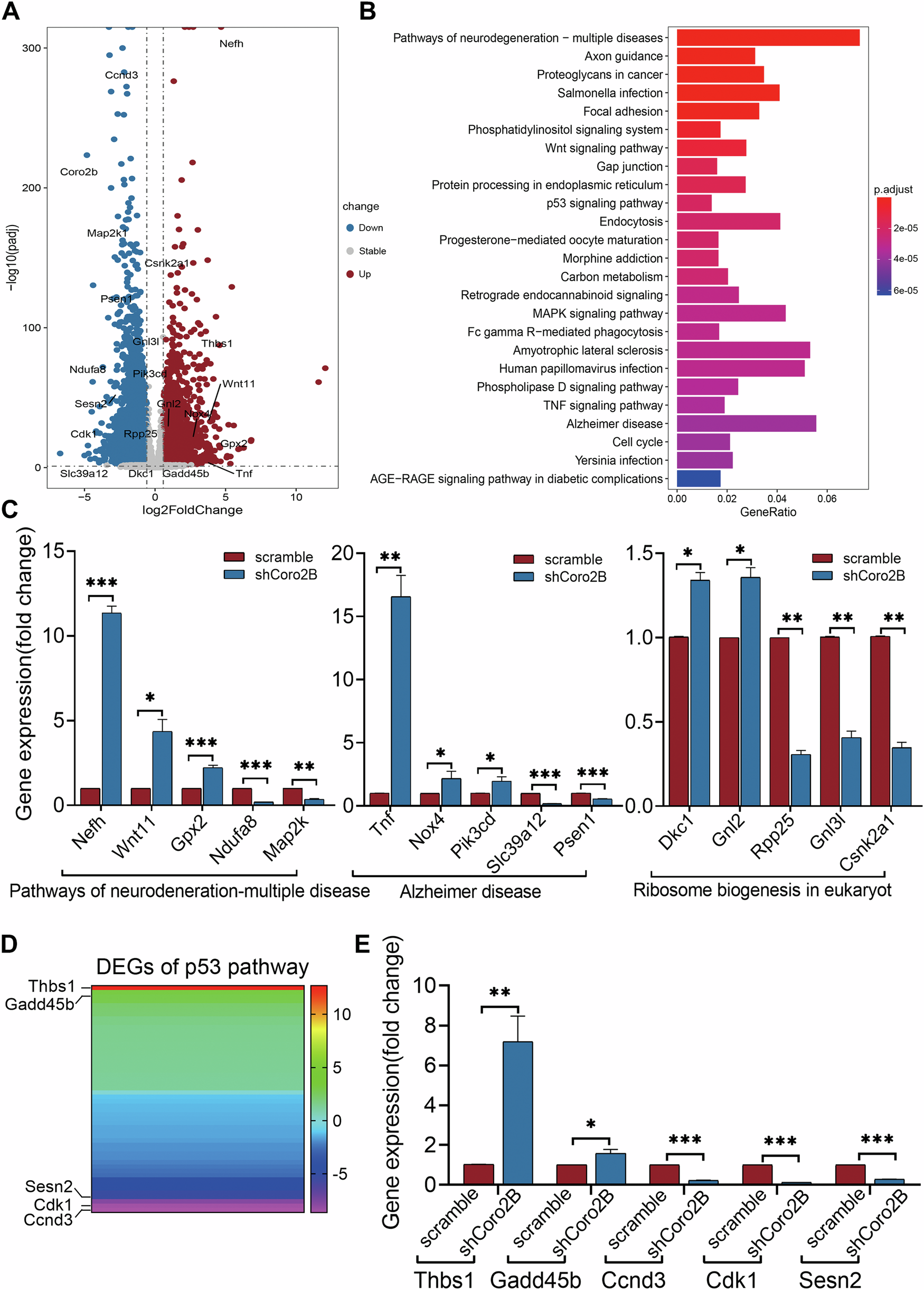 Fig. 5: The neurodegeneration transcription program is activated upon coronin 2B depletion.