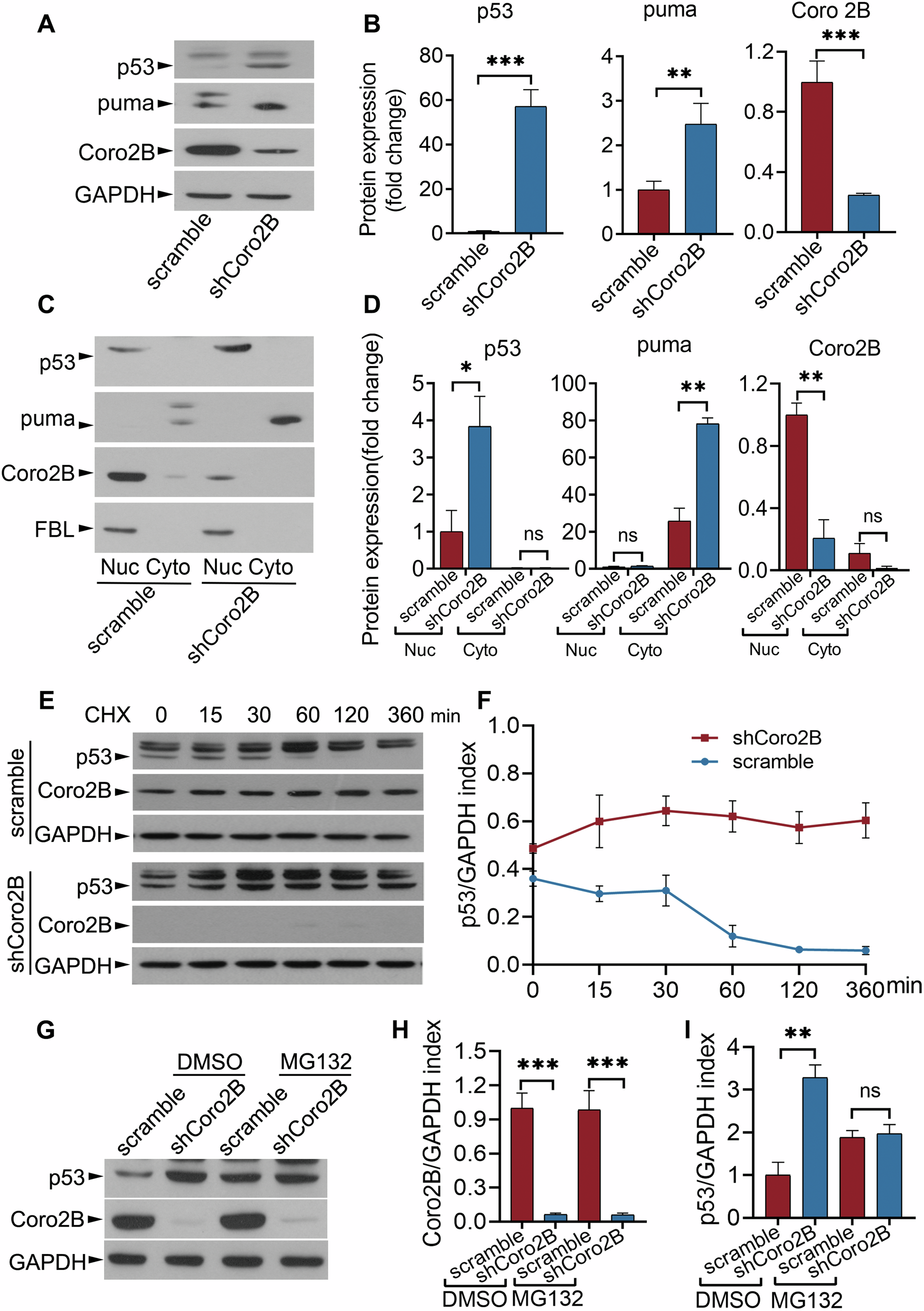 Fig. 6: Coronin 2B depletion accelerates p53 accumulation and activation.