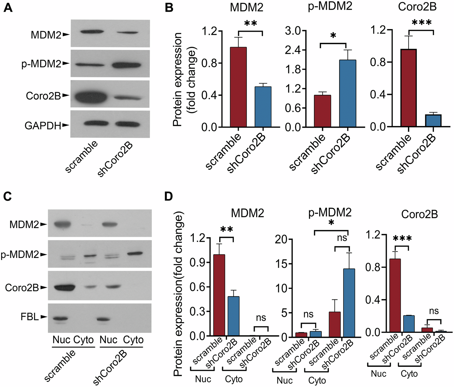 Fig. 7: Coronin 2B depletion accelerates MDM2 phosphorylation and degradation.