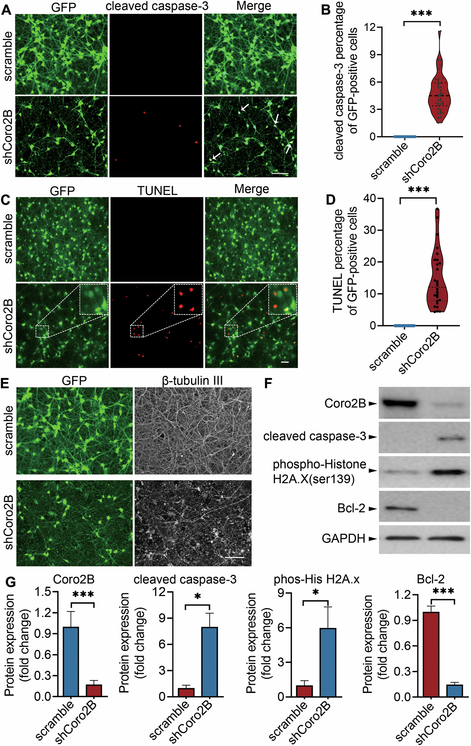 Fig. 8: Coronin 2B knockdown leads to neuronal apoptosis.