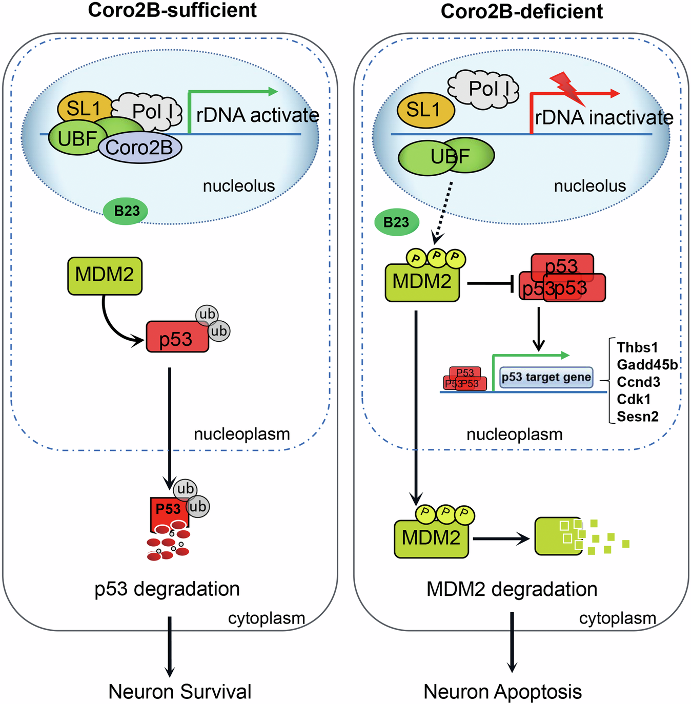 Fig. 9: Schematic diagram of the roles of coronin 2B in the neuronal nucleolus.