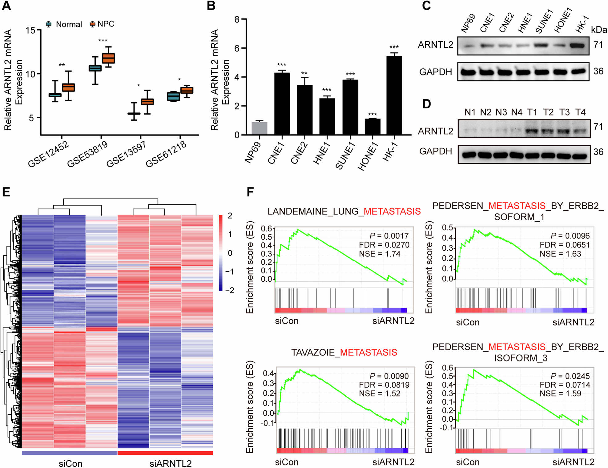 lsm nudes 015 The circadian gene ARNTL2 promotes nasopharyngeal carcinoma invasiveness  and metastasis through suppressing AMOTL2-LATS-YAP pathway | Cell Death &  Disease