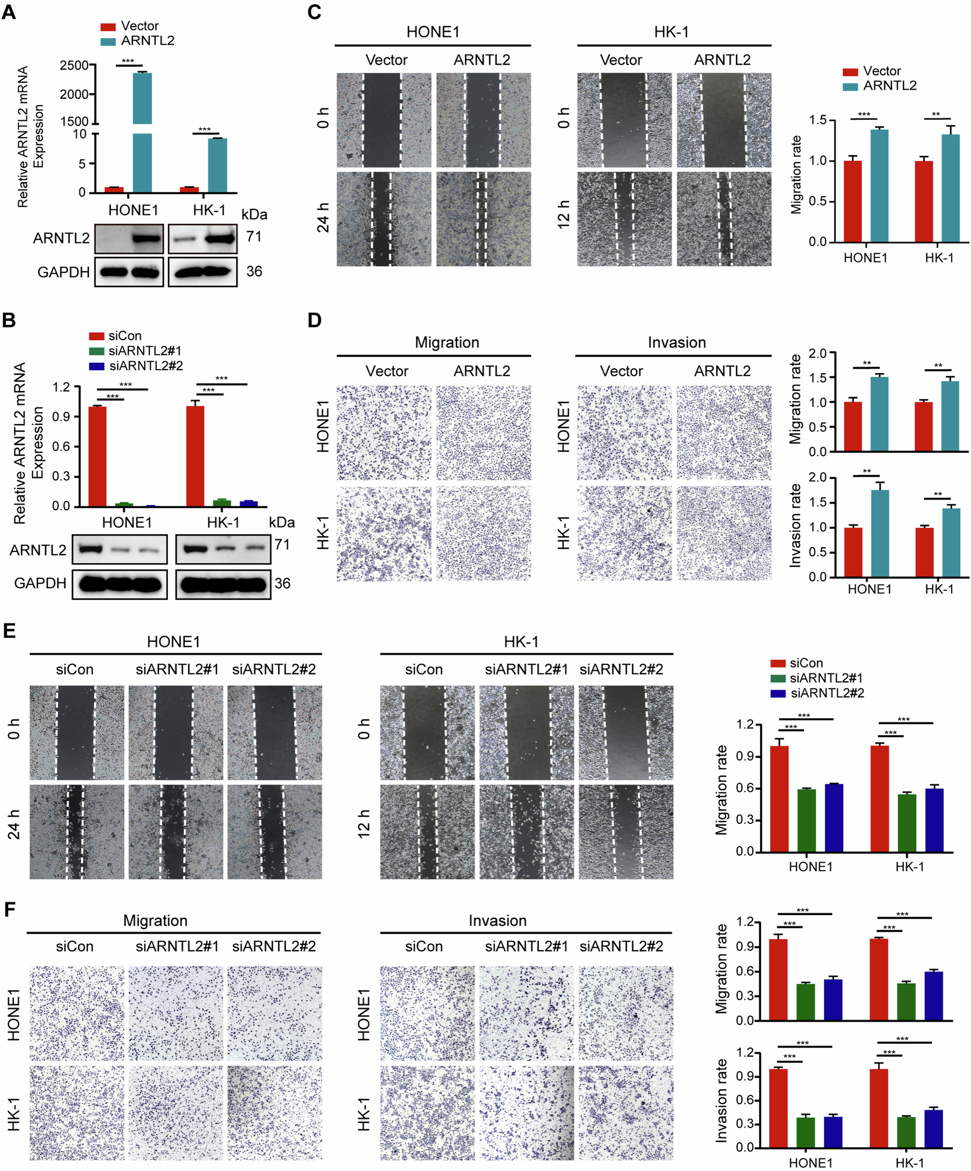 Fig. 2: ARNTL2 promotes NPC cell migration and invasion abilities in vitro.