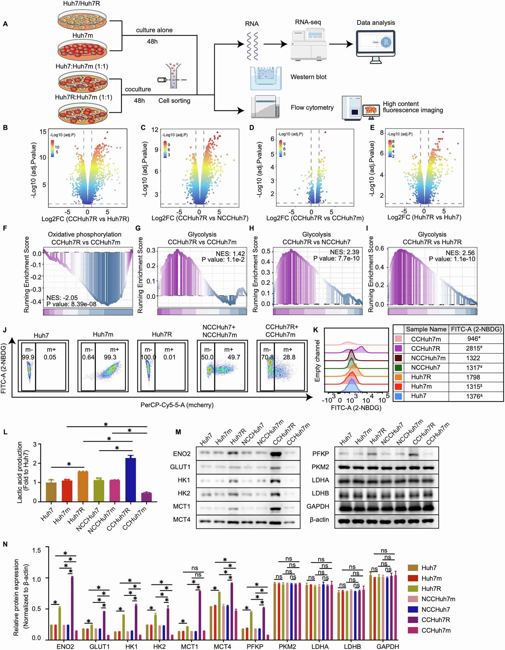 Fig. 2: Lenvatinib-resistant cells display upregulated glycolytic metabolism in cell competition at transcriptomic level.