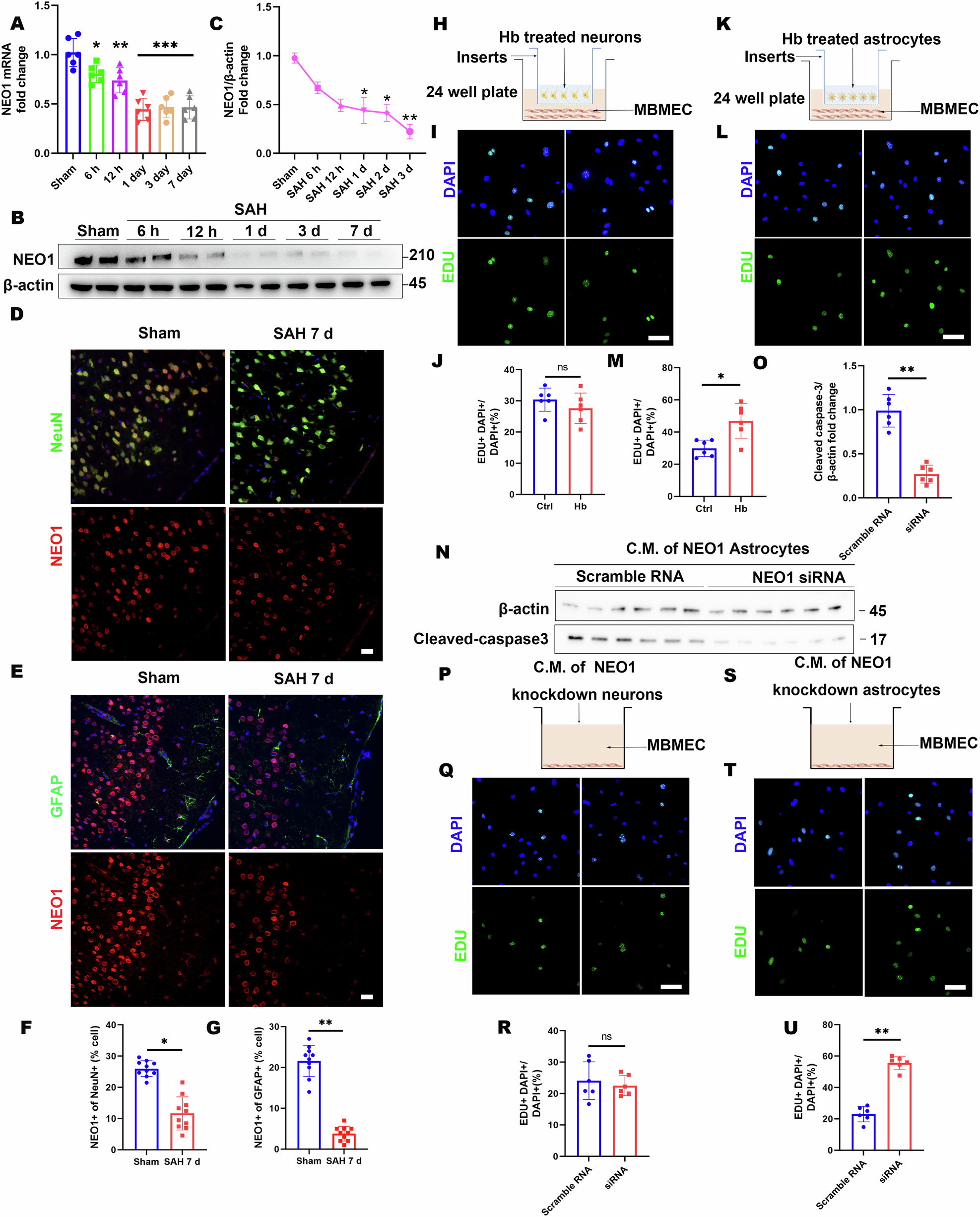 Fig. 4: NEO1 is decreased in the SAH cortex and resulted in EC proliferation increasing and EC apoptosis reducing.