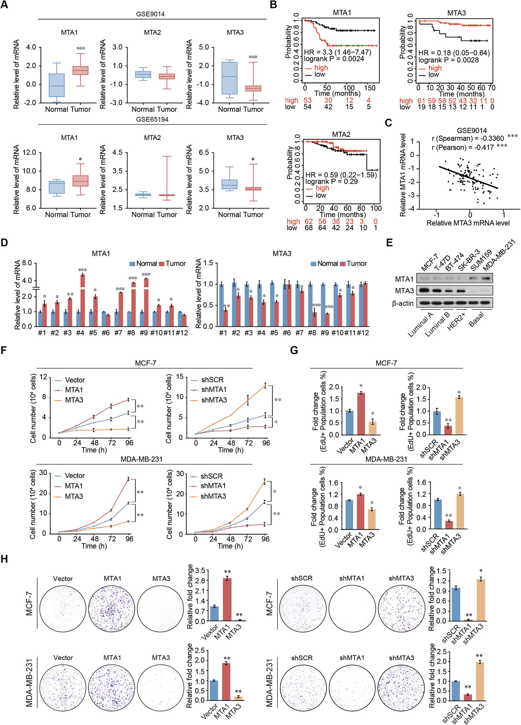 Fig. 1: MTA1 is upregulated in breast cancer and promotes the proliferation of breast cancer cells.