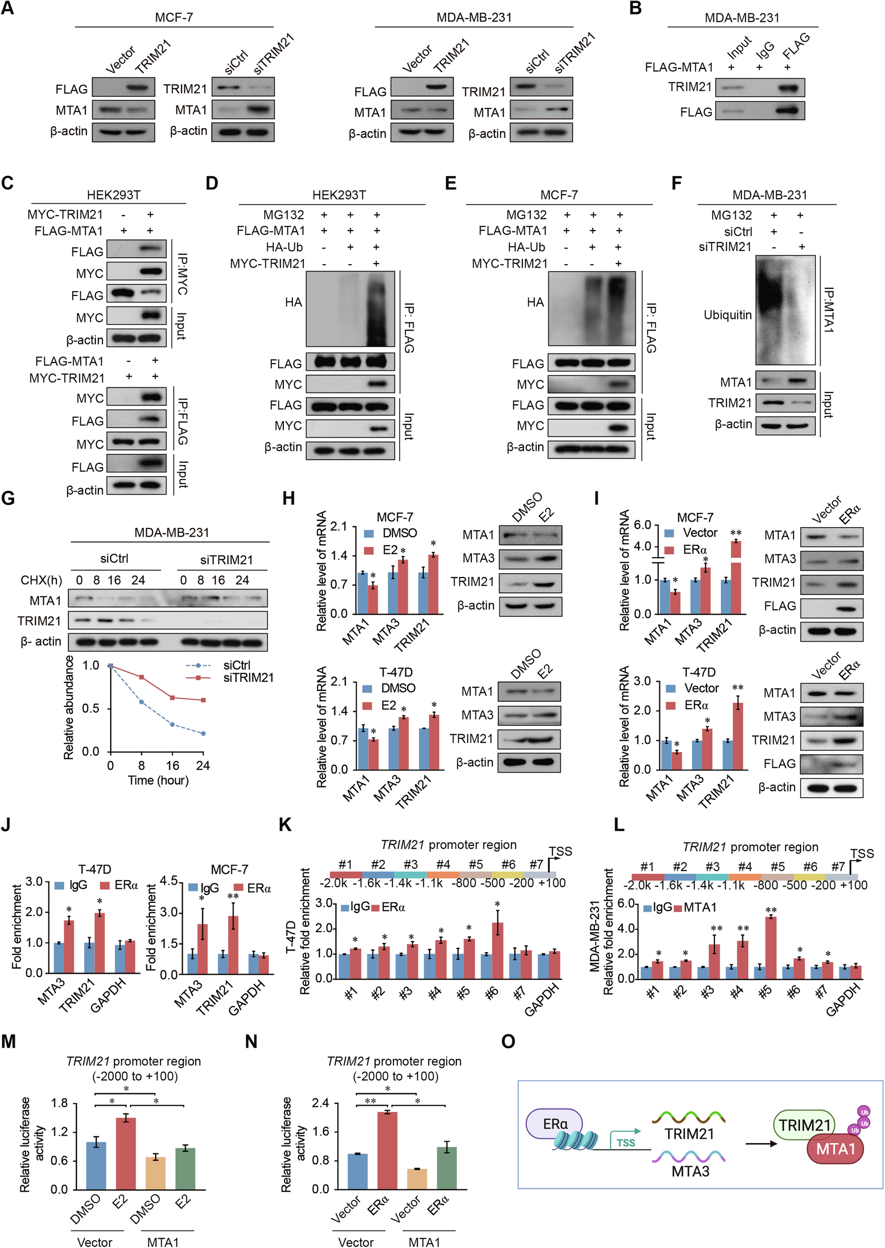 Fig. 6: MTA1 expression is regulated by TRIM21-mediated ubiquitination, and ERα promotes TRIM21 transcriptional activation.