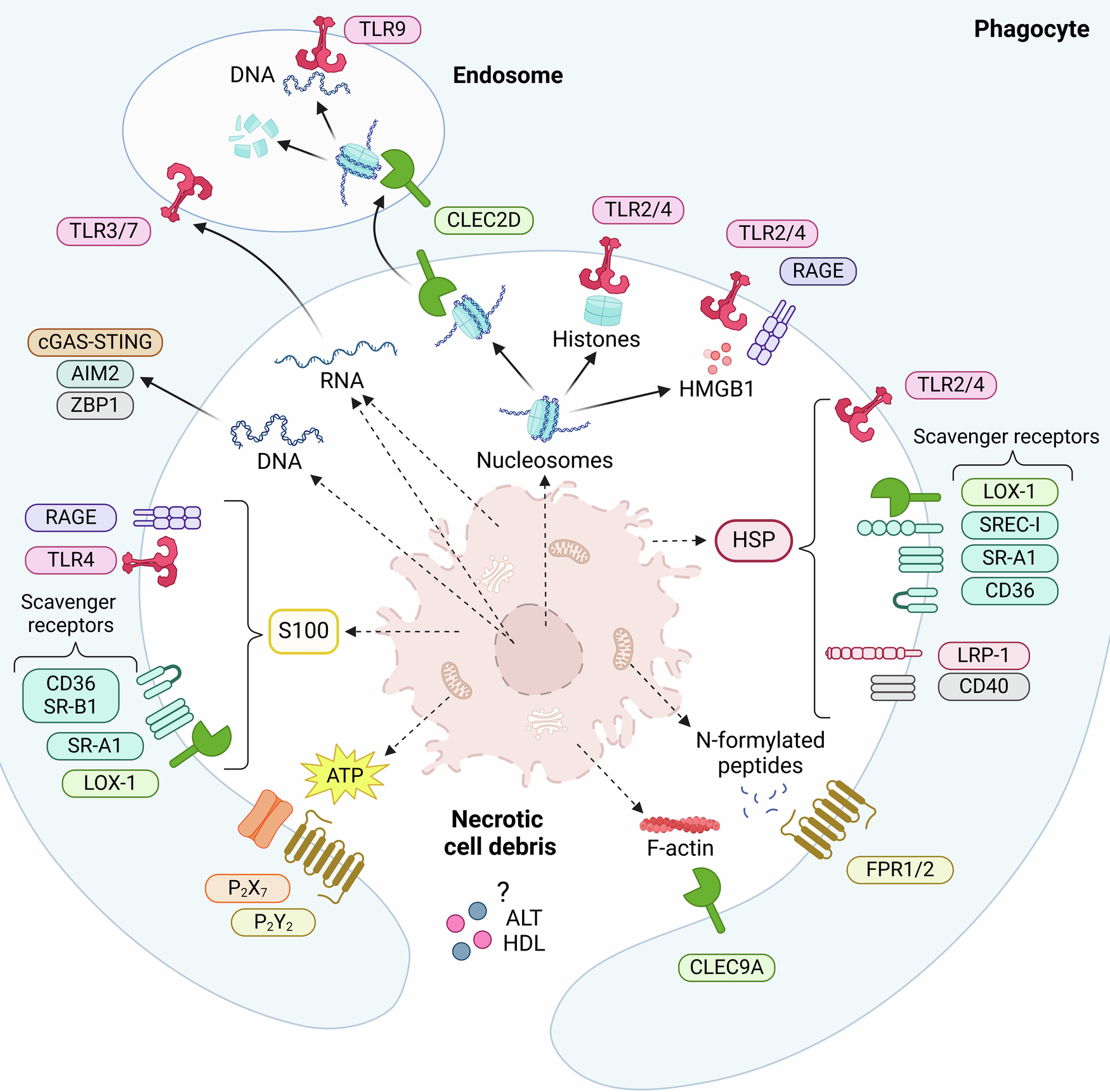 systemic-mechanisms-of-necrotic-cell-debris-clearance-cell-death-disease