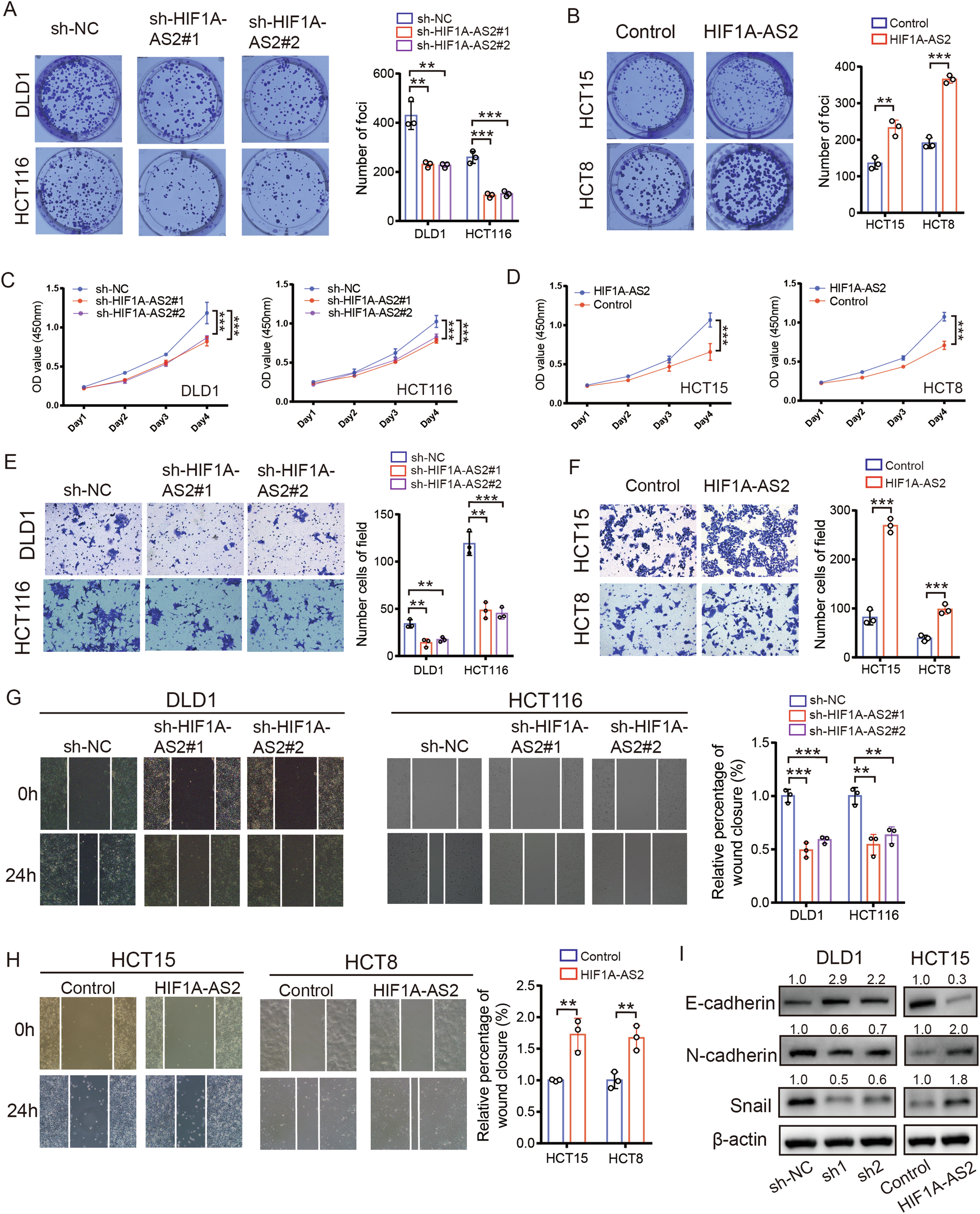 Fig. 2: HIF1A-AS2 regulates proliferation, invasion, and metastasis in CRC in vitro.