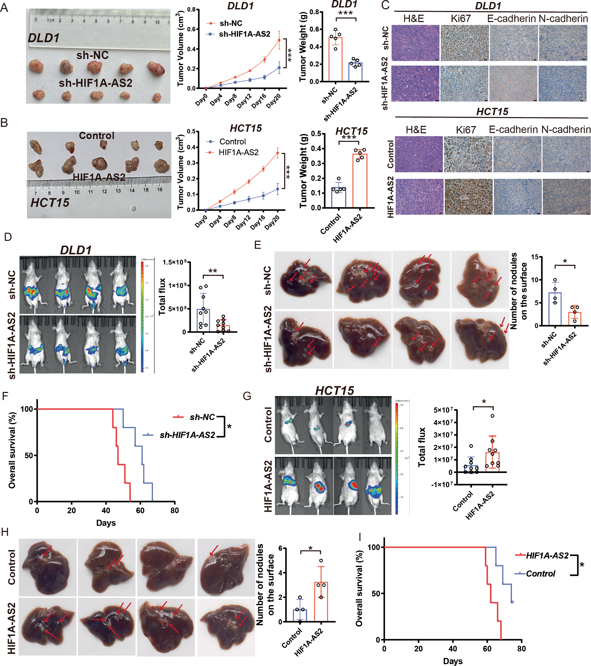 Fig. 3: HIF1A-AS2 promotes the proliferation, invasion, and metastasis of CRC cells in vivo.