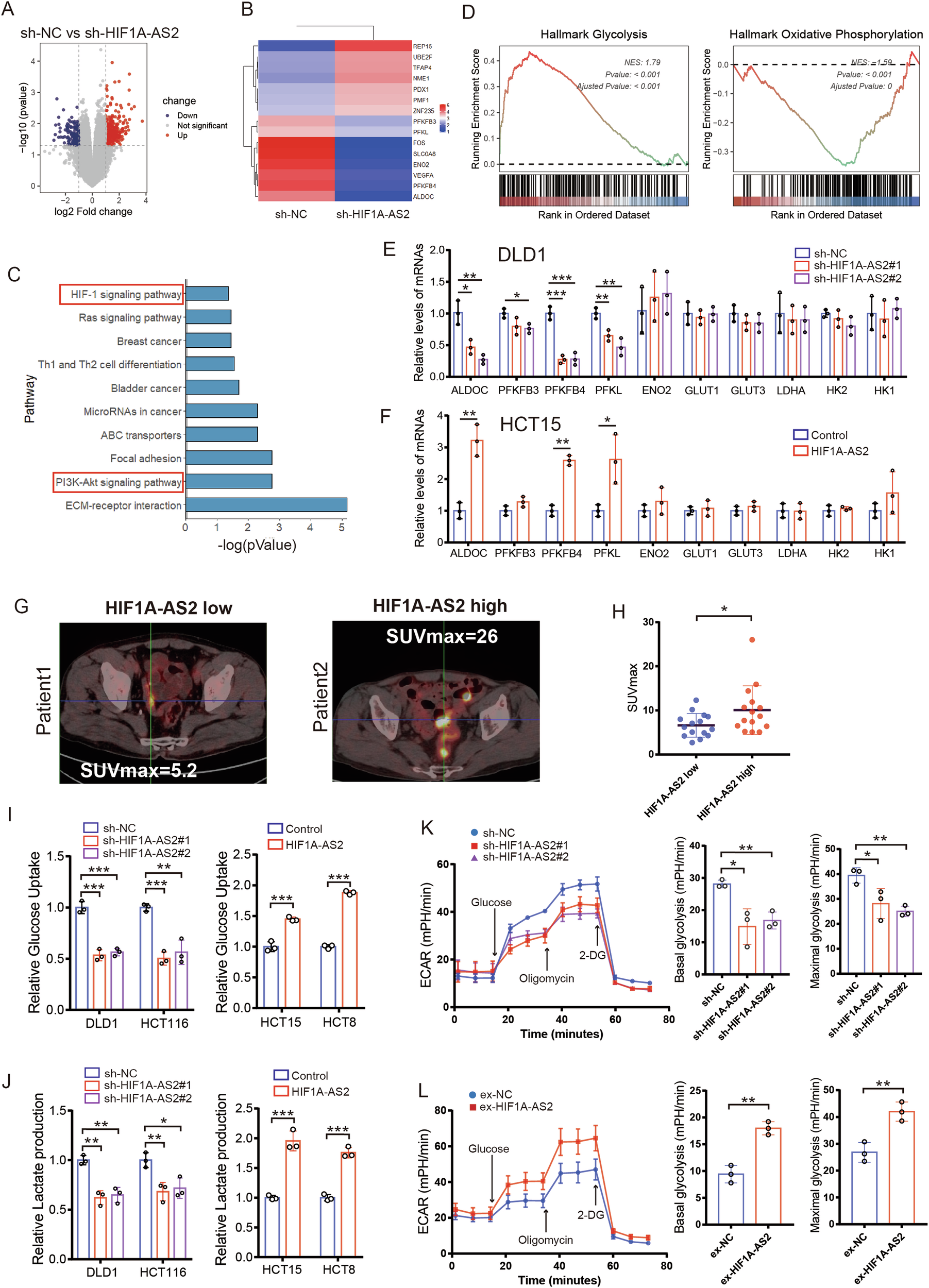 Fig. 4: HIF1A-AS2 regulates aerobic glycolysis in CRC.