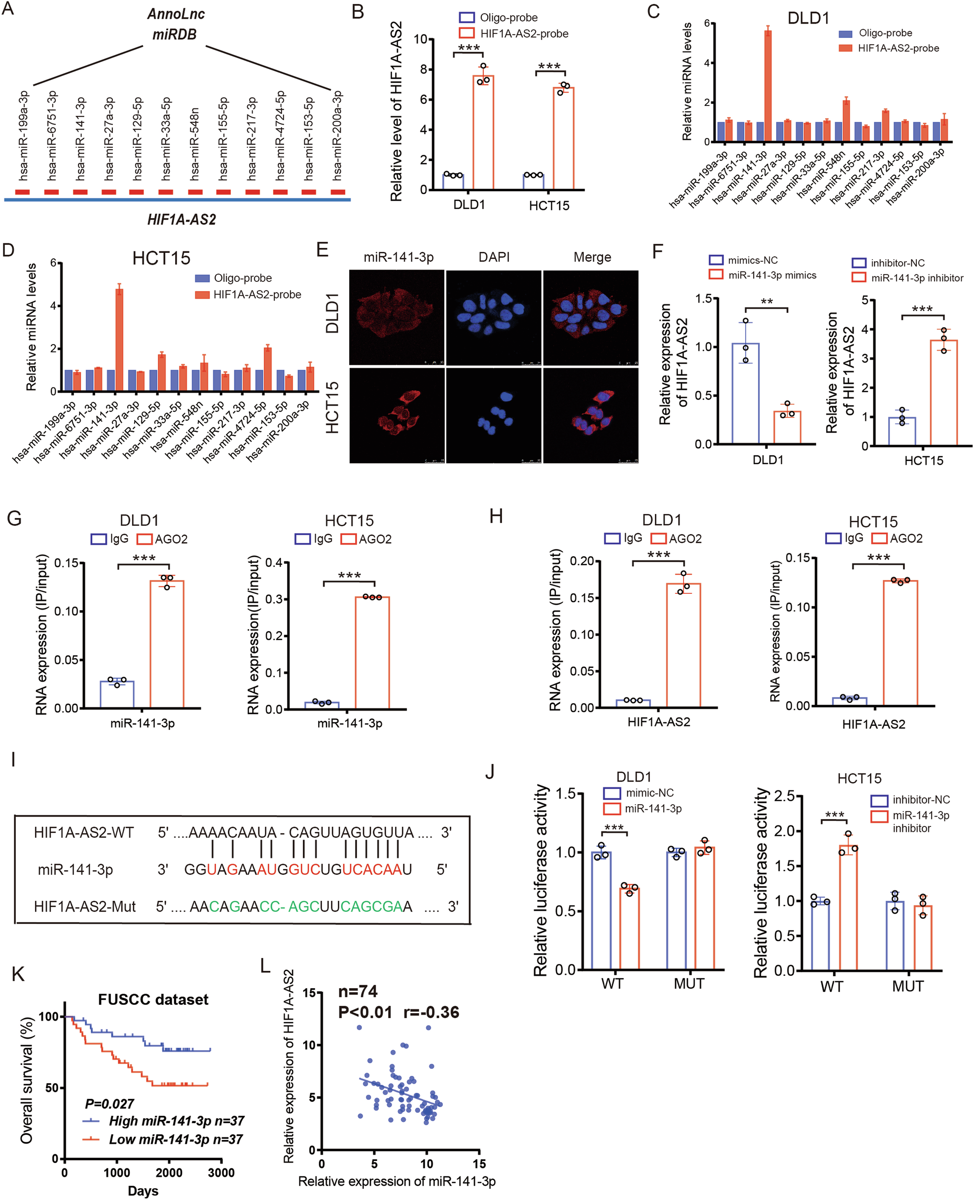 Fig. 5: HIF1A-AS2 sponges miR-141-3p to downregulate its expression.