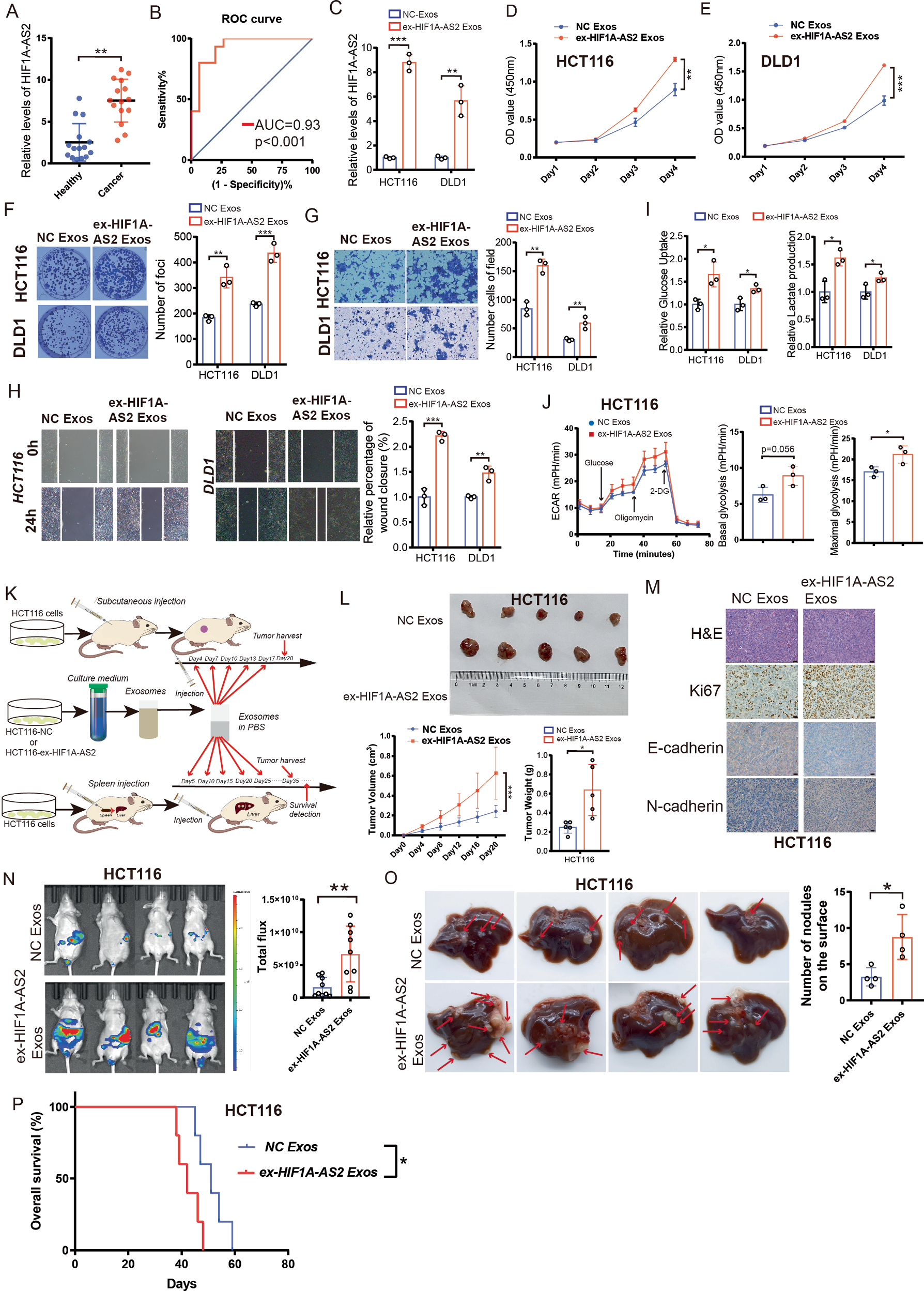 Fig. 9: Exosomal HIF1A-AS2 can promote CRC progression.