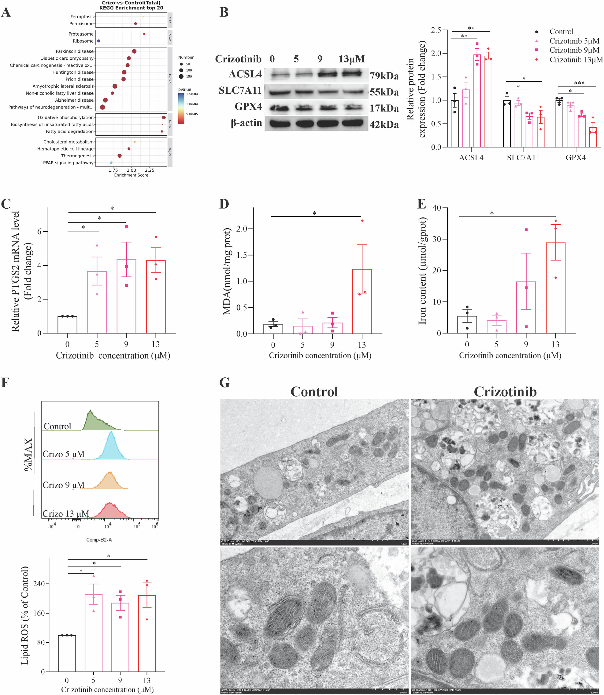 Fig. 2: Crizotinib induced ferroptosis in AML12 cells (n = 3).