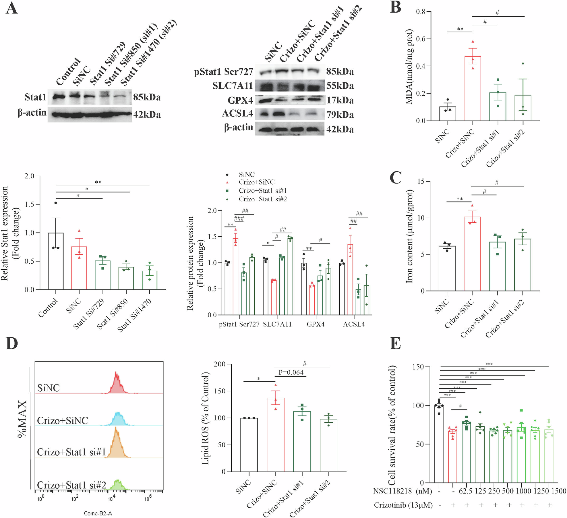 Fig. 6: Silence of Stat1 attenuated Crizotinib-induced hepatocellular ferroptosis in AML12 cells.