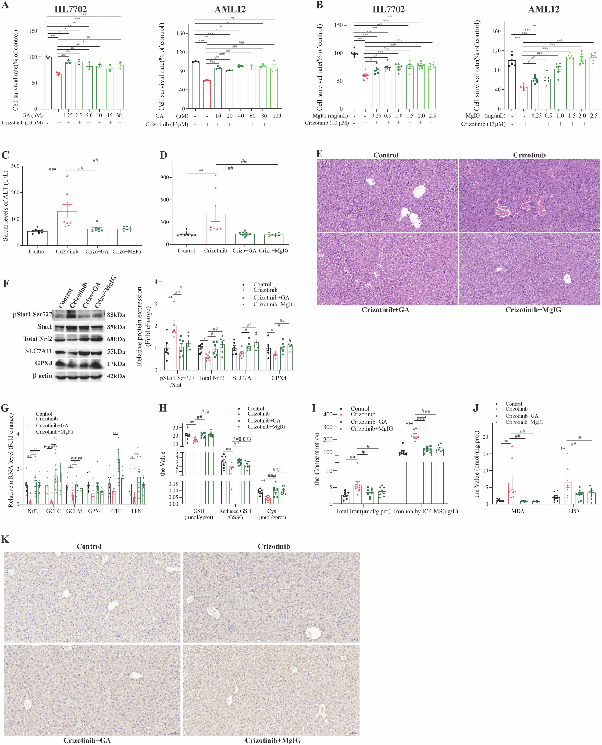 Fig. 9: GA and MgIG attenuate Crizotinib-induced hepatocyte ferroptosis via the Stat1/Nrf2 pathway in vivo.