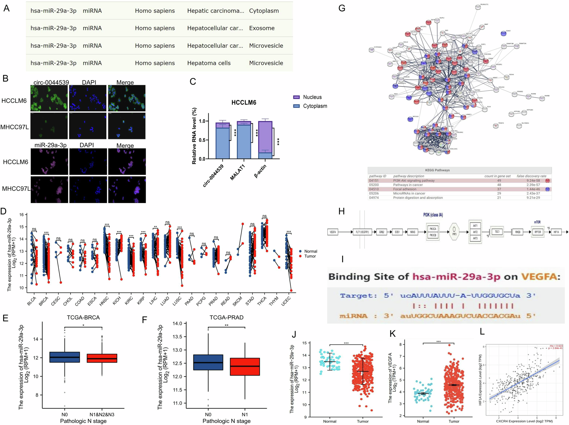 Fig. 2: Expression analysis of miR-29a-3p and its downstream molecules.