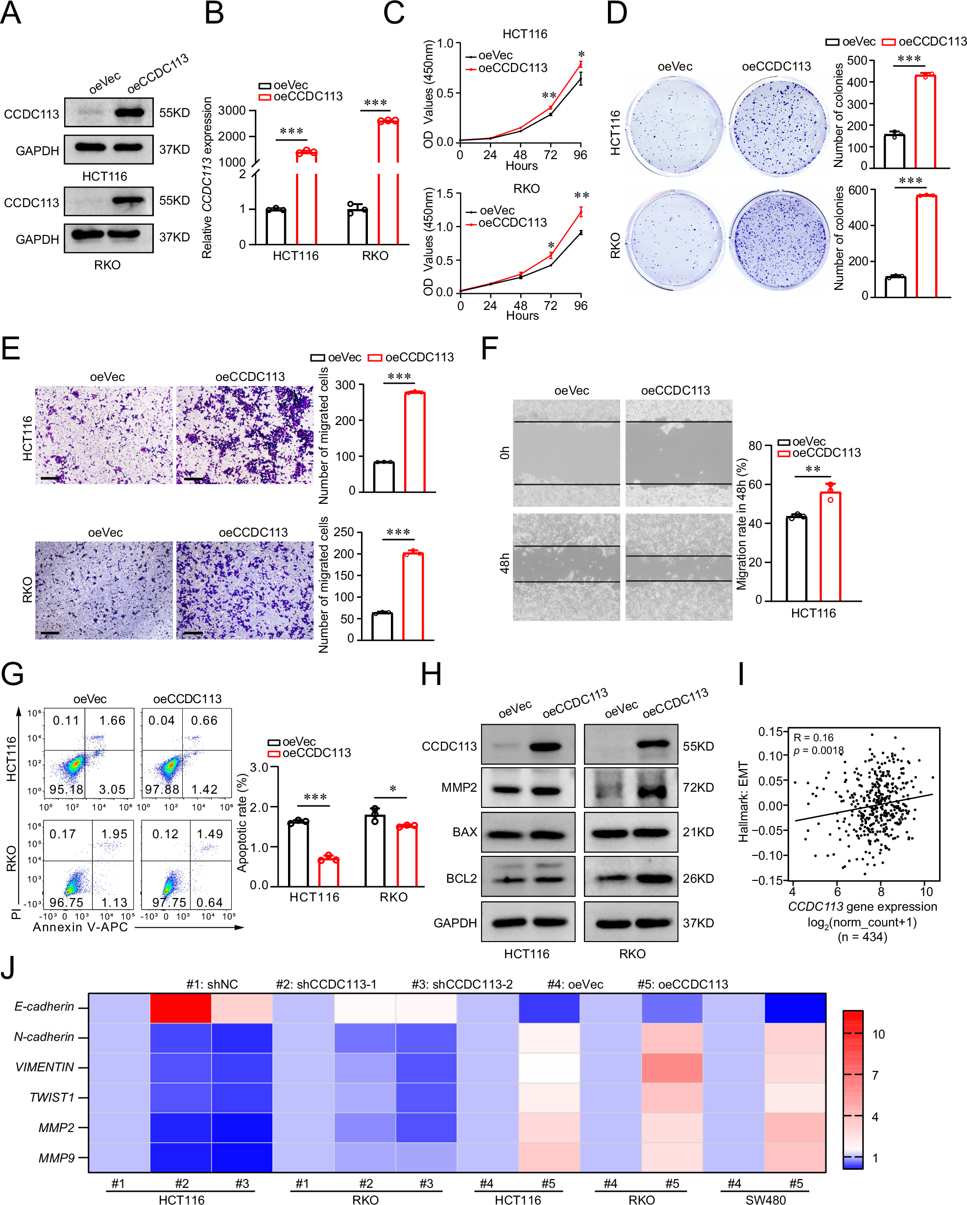 Fig. 5: CCDC113 overexpression promotes CRC cells proliferation and migration in vitro.