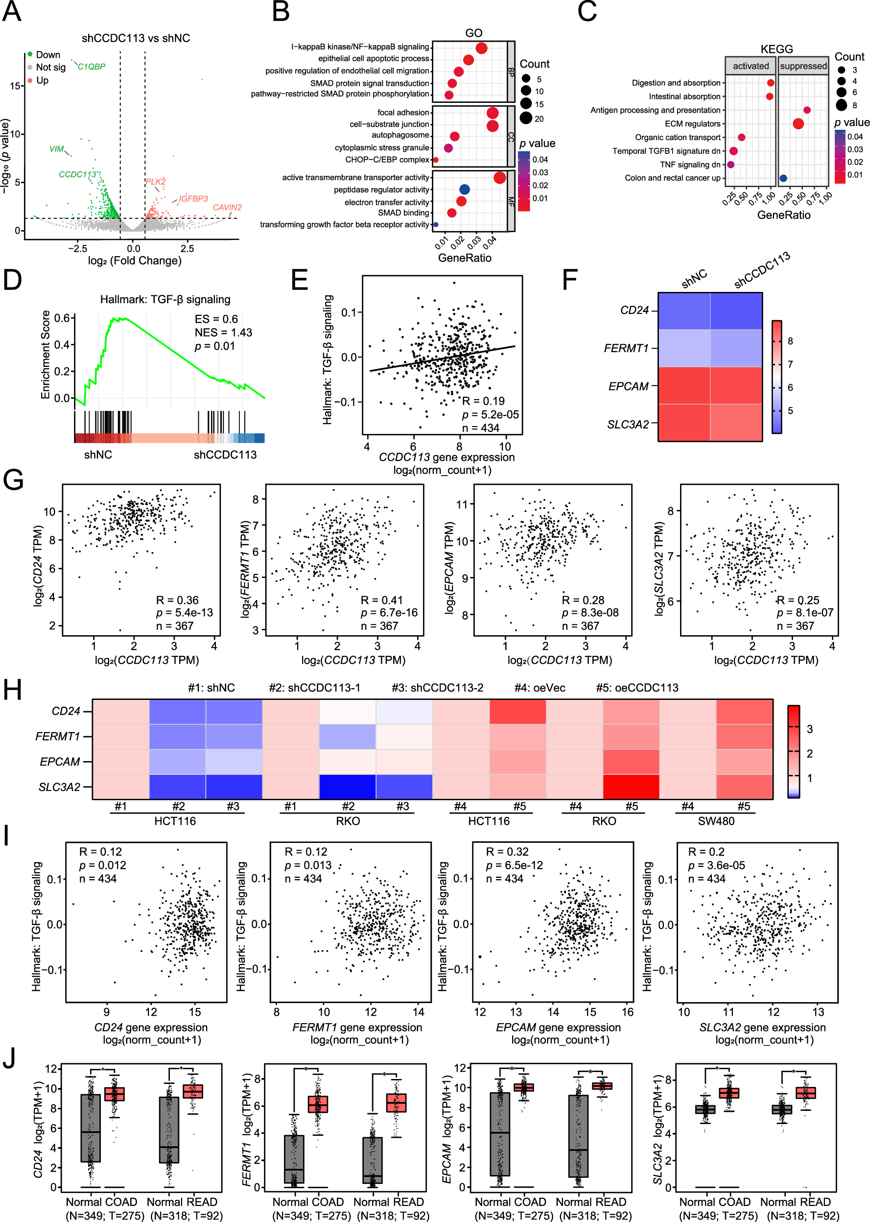 Fig. 7: CCDC113 promotes CRC progression via TGF-β signaling pathway.