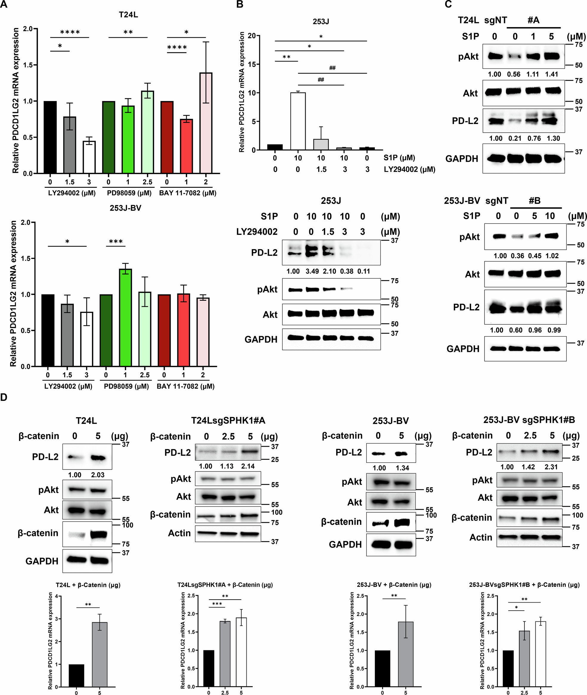 Fig. 5: The role of PI3K/Akt/β-catenin signaling pathway in SPHK1-induced PD-L2 expression.