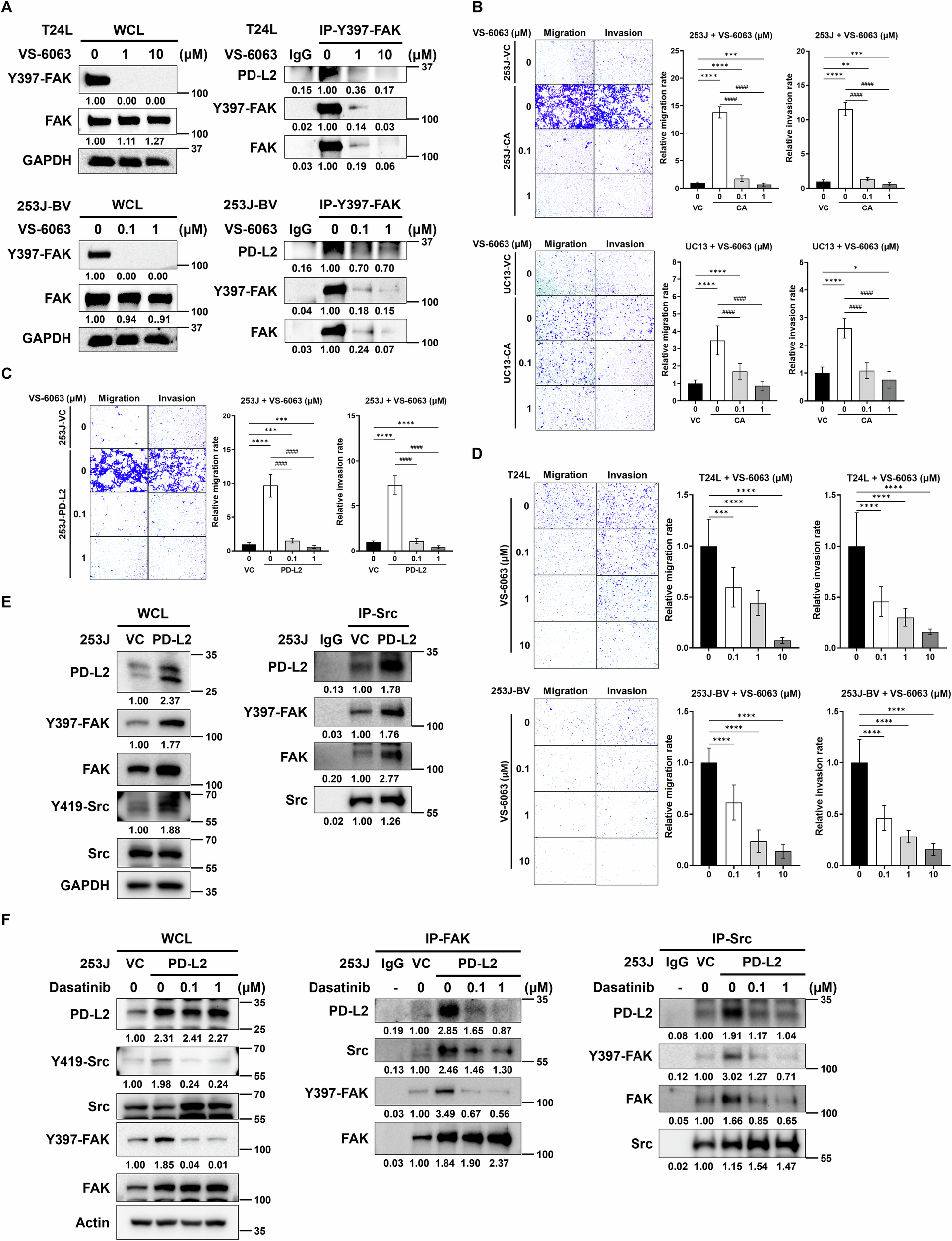 Fig. 6: The central role of PD-L2/c-Src/Y397-FAK-complex in SPHK1-elicited cell migration and invasion of bladder cancer cells.