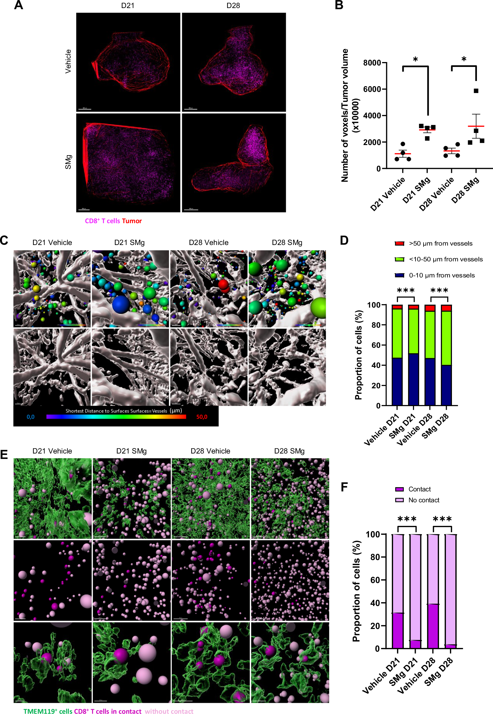 Fig. 7: SMg treatment decreases TAM-MG and CD8 T cell crosstalk.