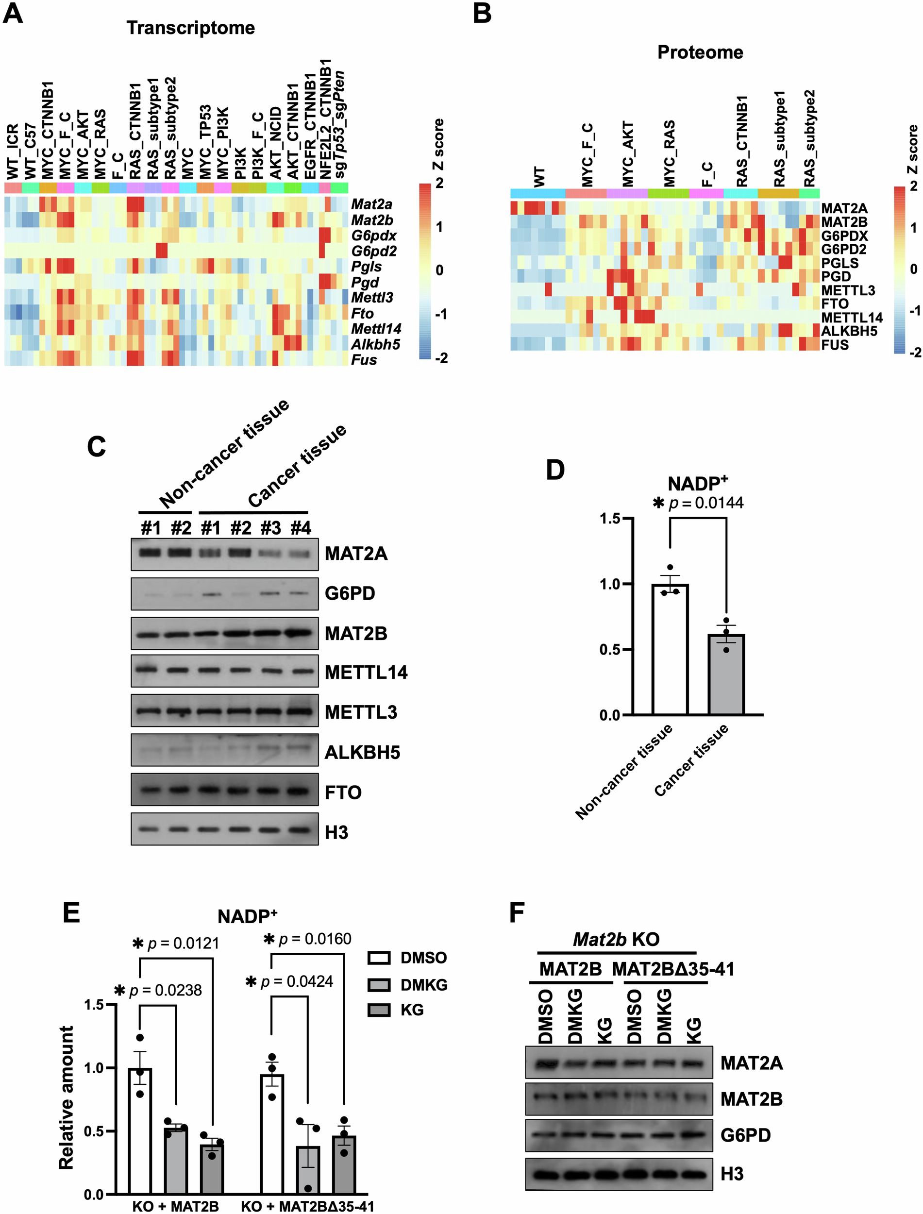 Fig. 5: The protein level of MAT2A is decreased in liver tumors.