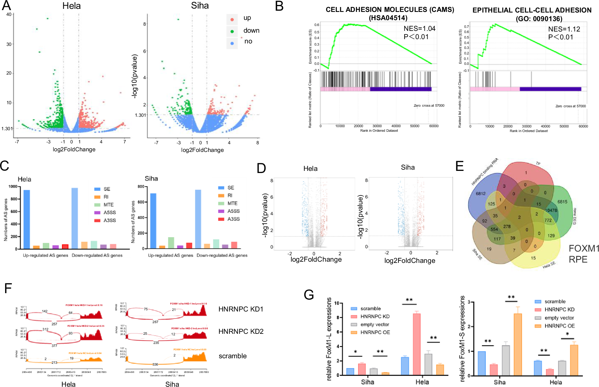 Fig. 5: HNRNPC mediates alternative splicing of multiple molecules, including the key transcriptional factor FOXM1.