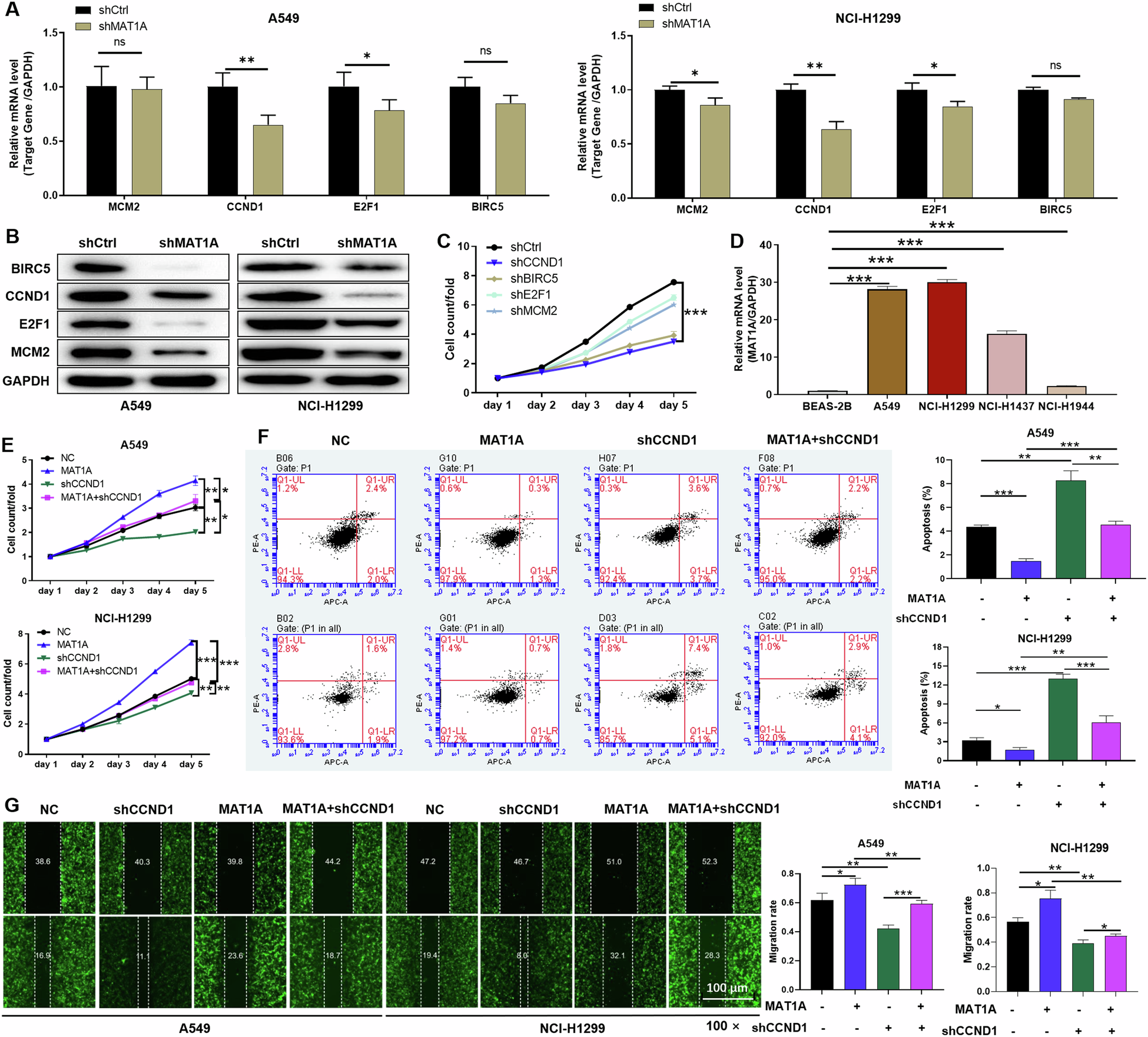 Fig. 3: MAT1A facilitated NSCLC cell proliferation and migration through CCND1.