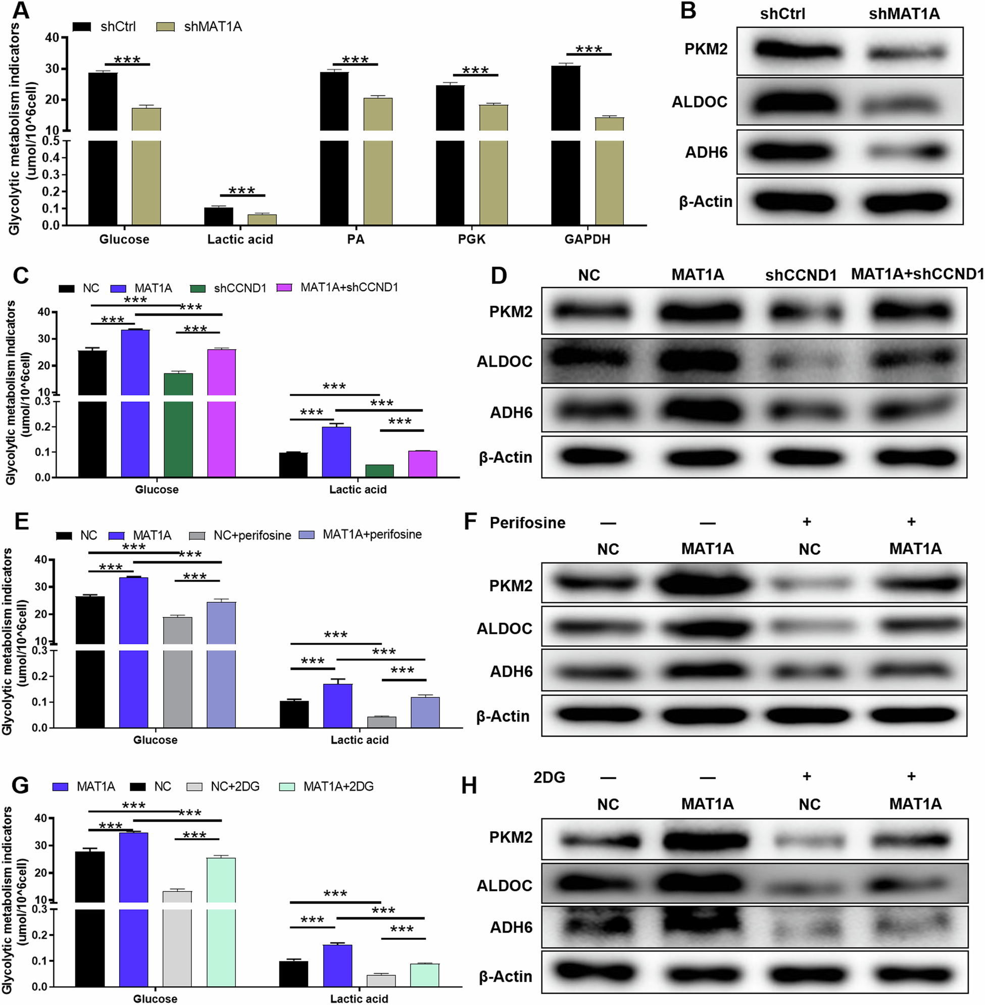 Fig. 5: MAT1A enhances the glycolysis of NSCLC cells through CCND1.