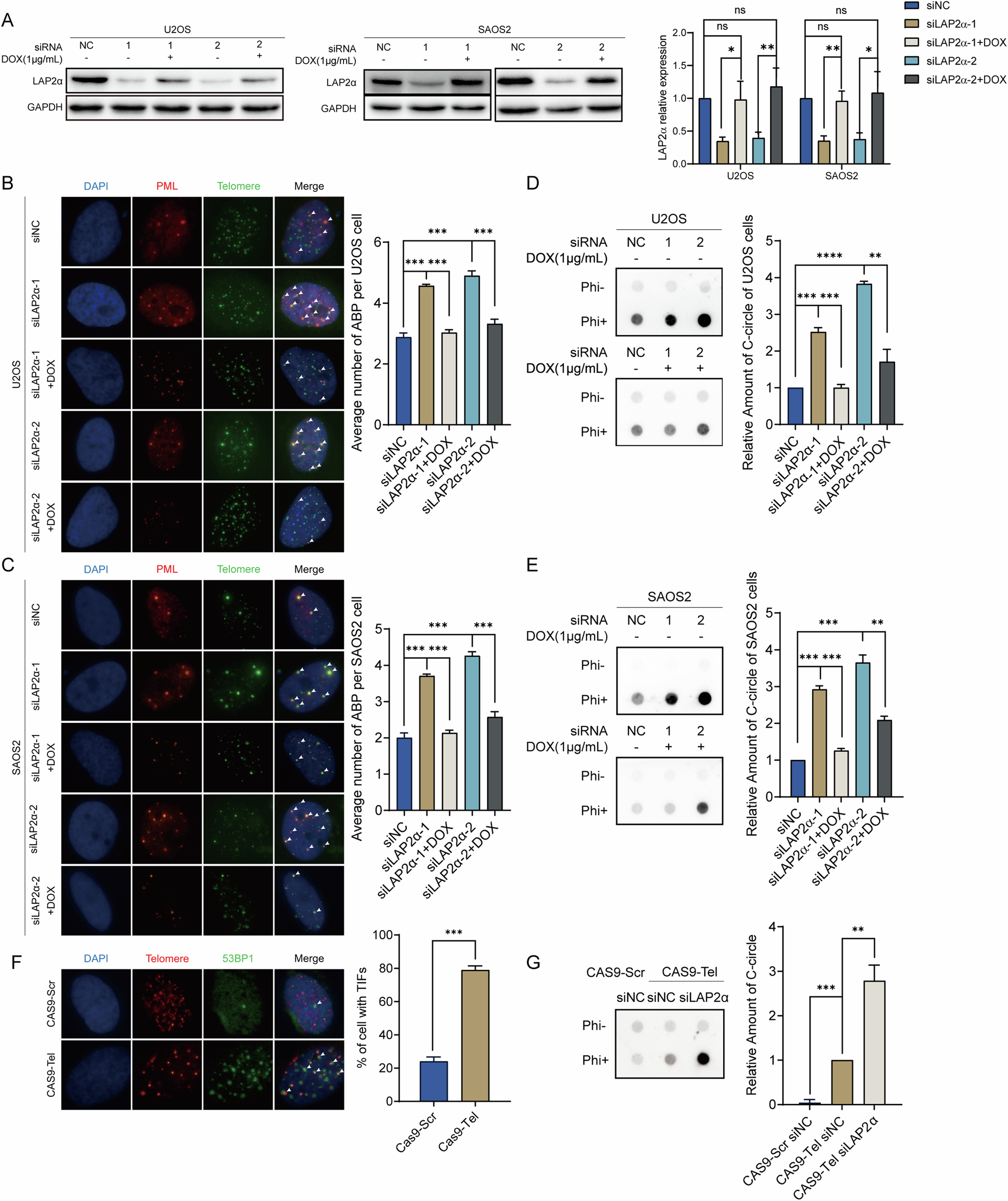 Fig. 3: LAP2α depletion stimulates the formation of hallmarks of ALT.