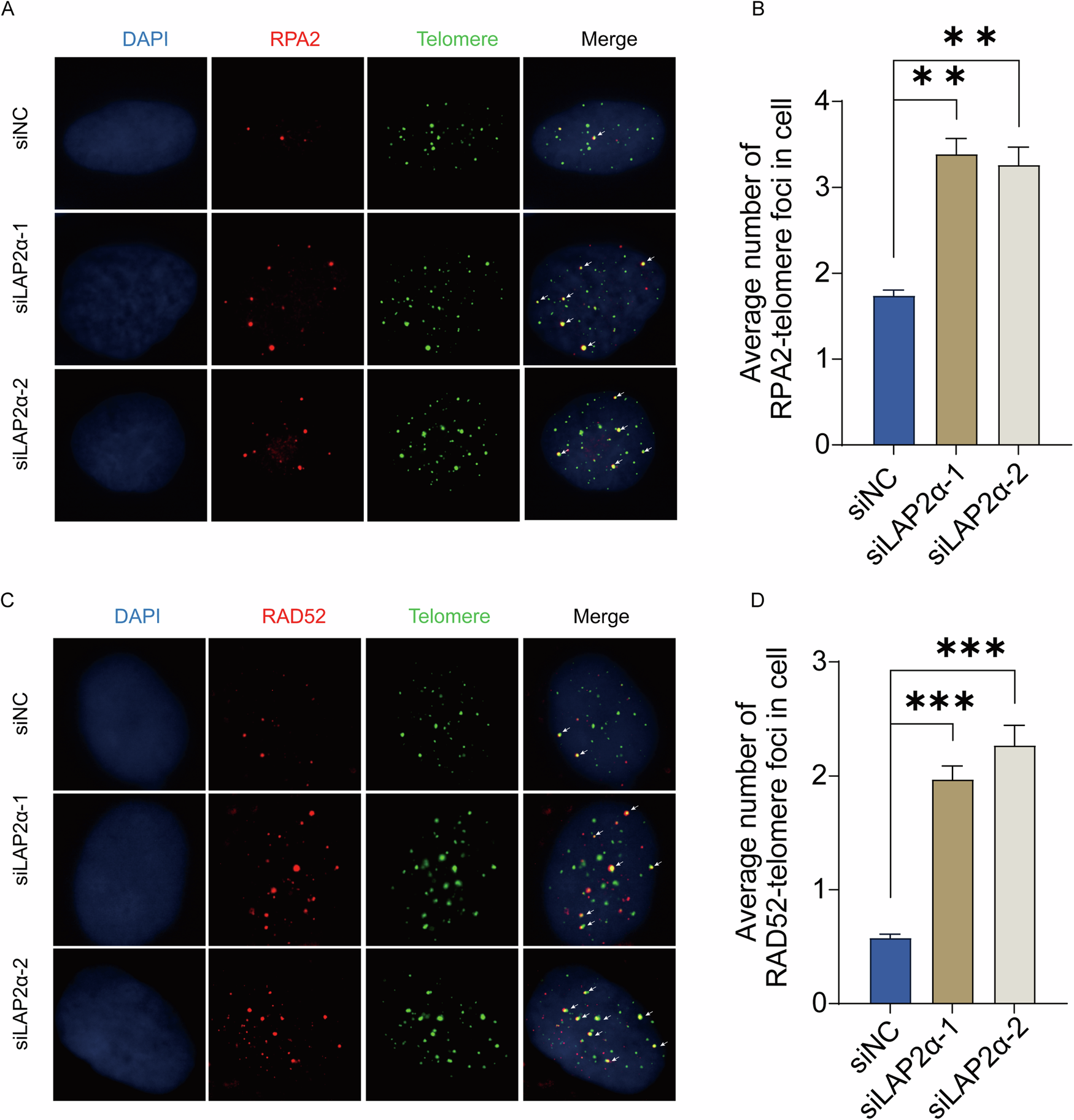 Fig. 4: LAP2α repressing the recruitment of recombination factors to telomeres.