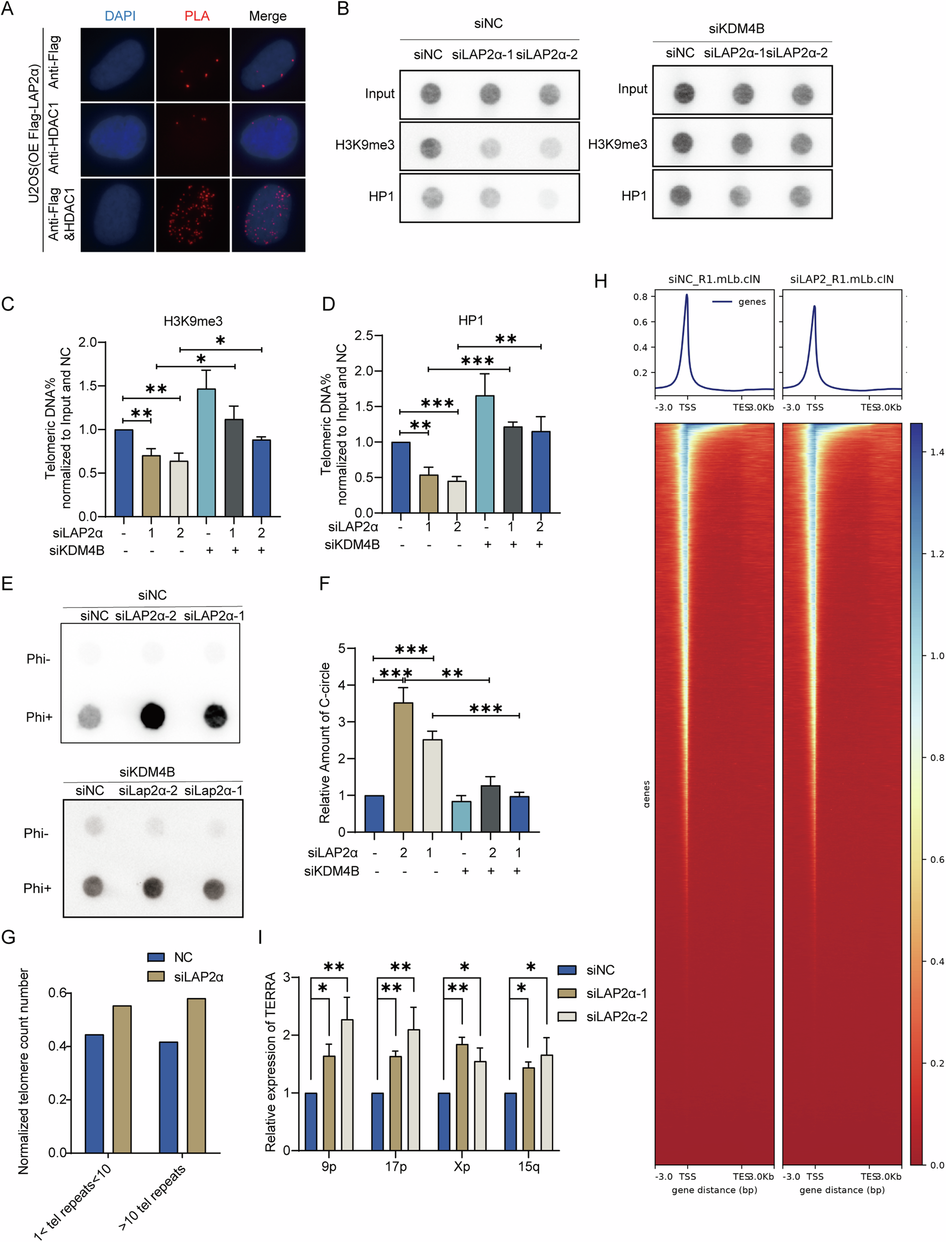 Fig. 5: Lack of LAP2α decreased the heterochromatin status of telomere.