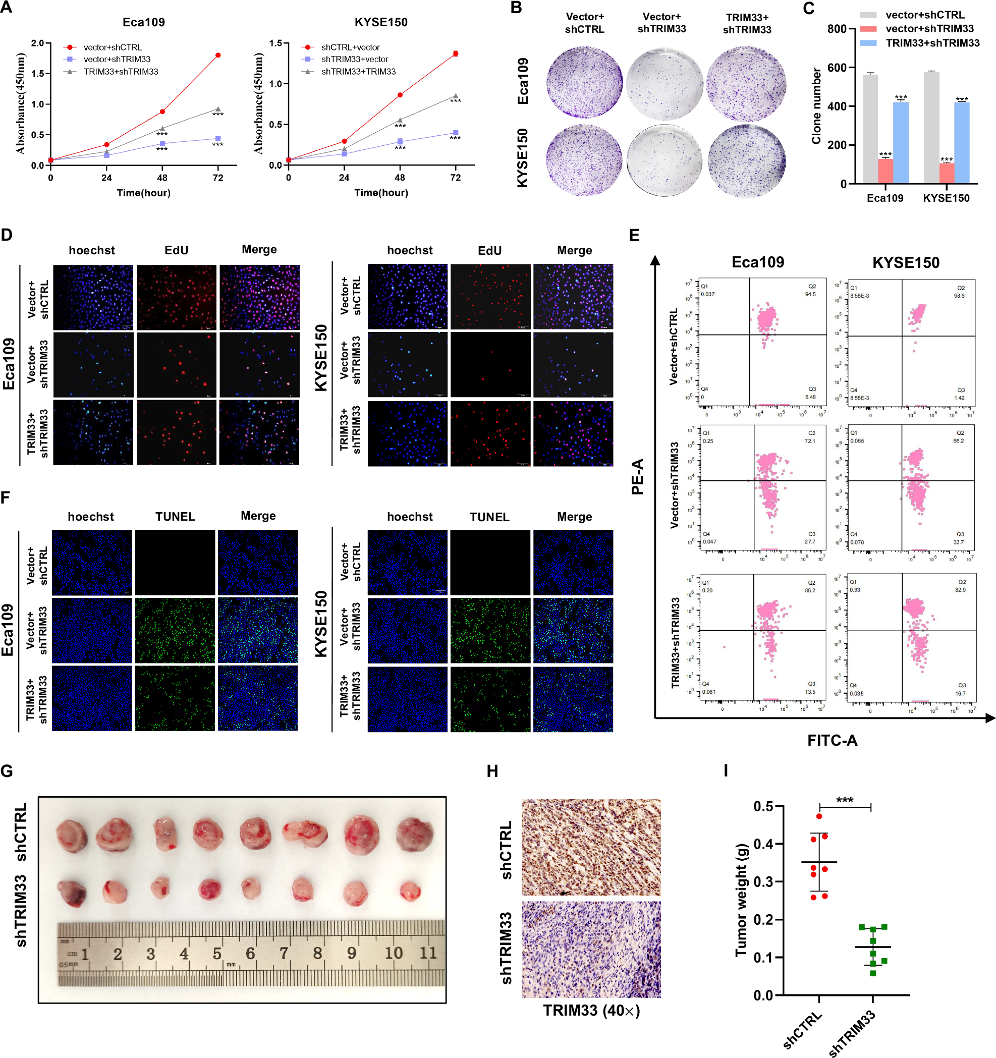 Fig. 2: TRIM33 is required for cancer cell growth and apoptosis resistance in ESCC.