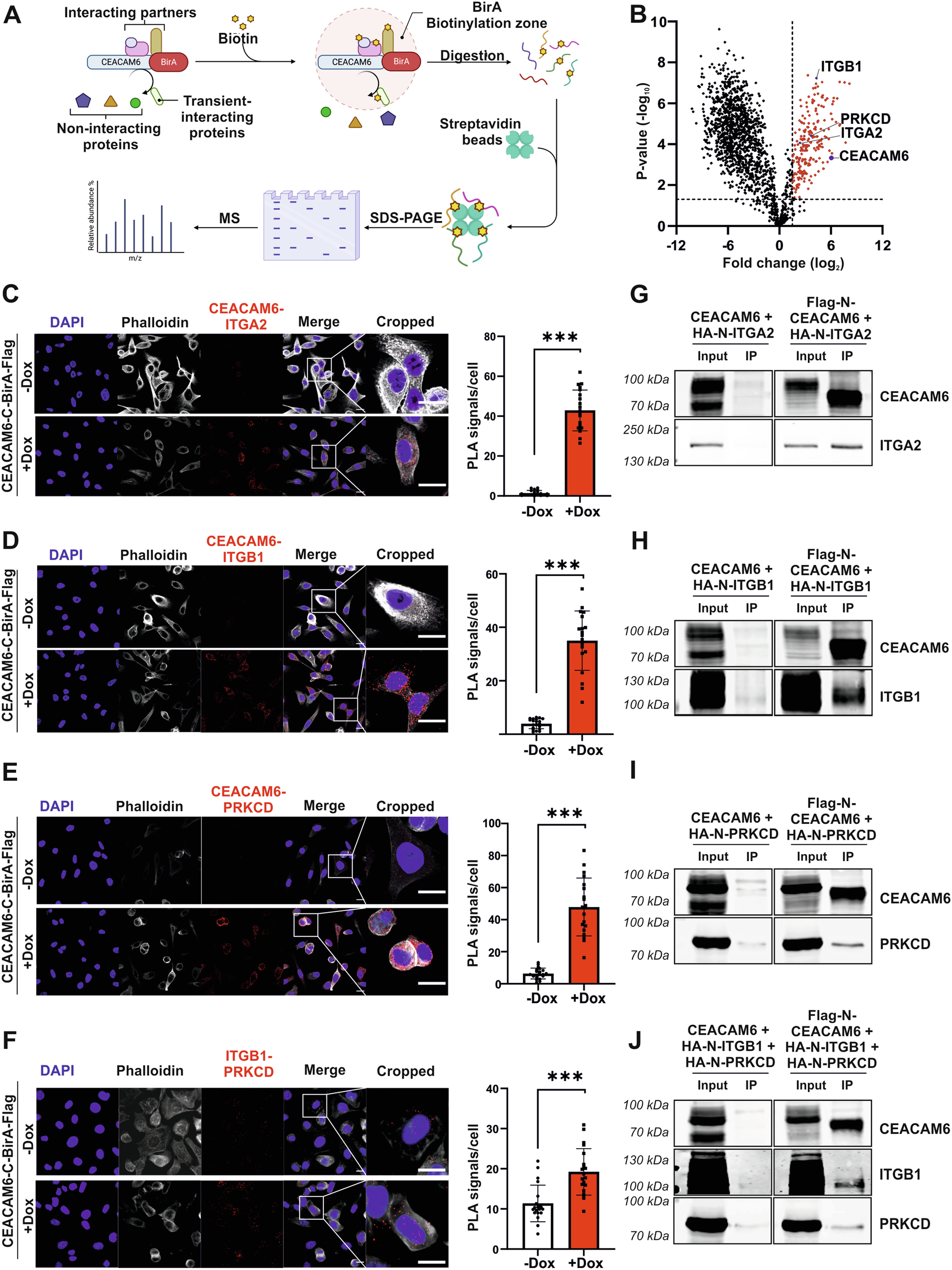 Fig. 6: BirA-BioID and validation of CEACAM6 interacting proteins.
