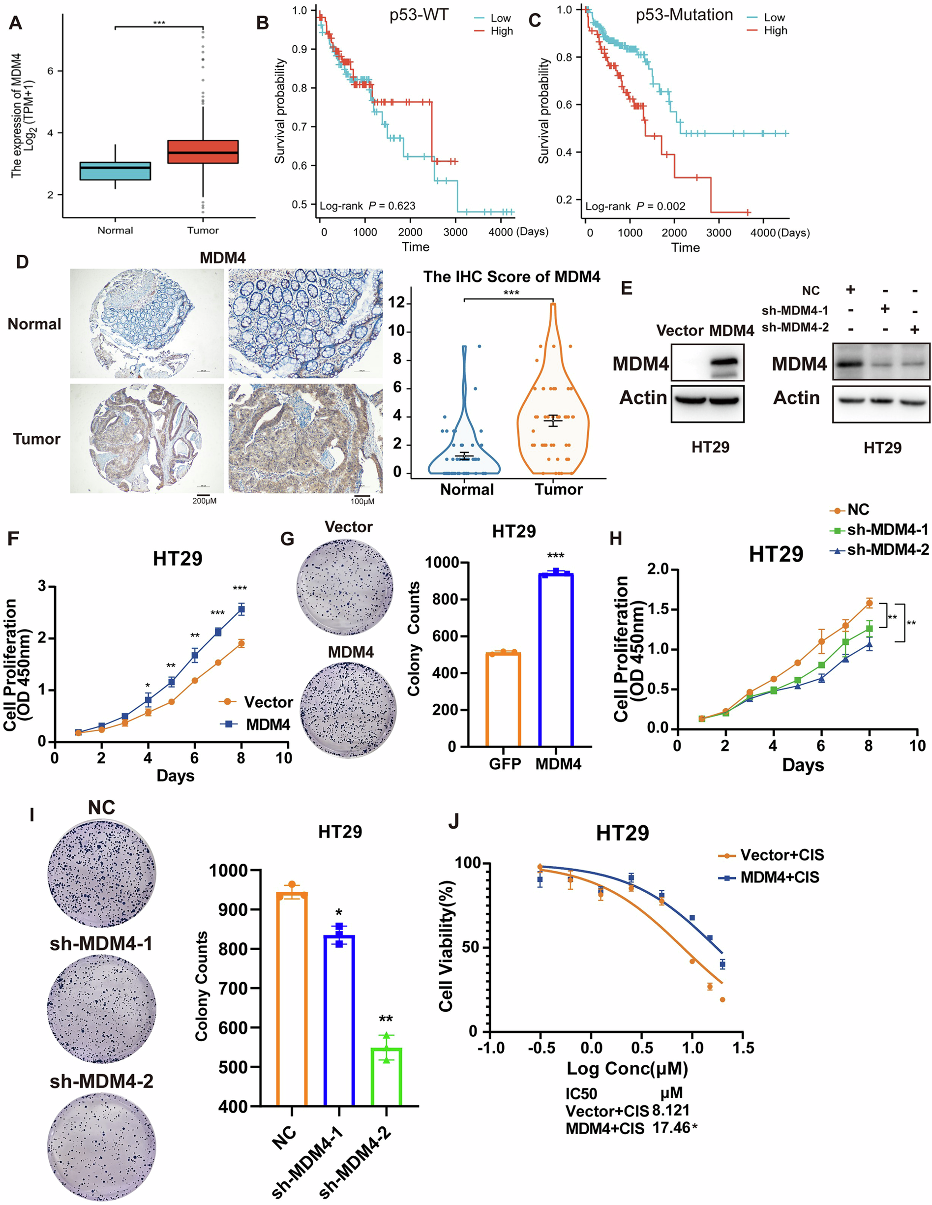 Fig. 1: MDM4 promotes growth and proliferation of p53 mutant colon cancer cells.